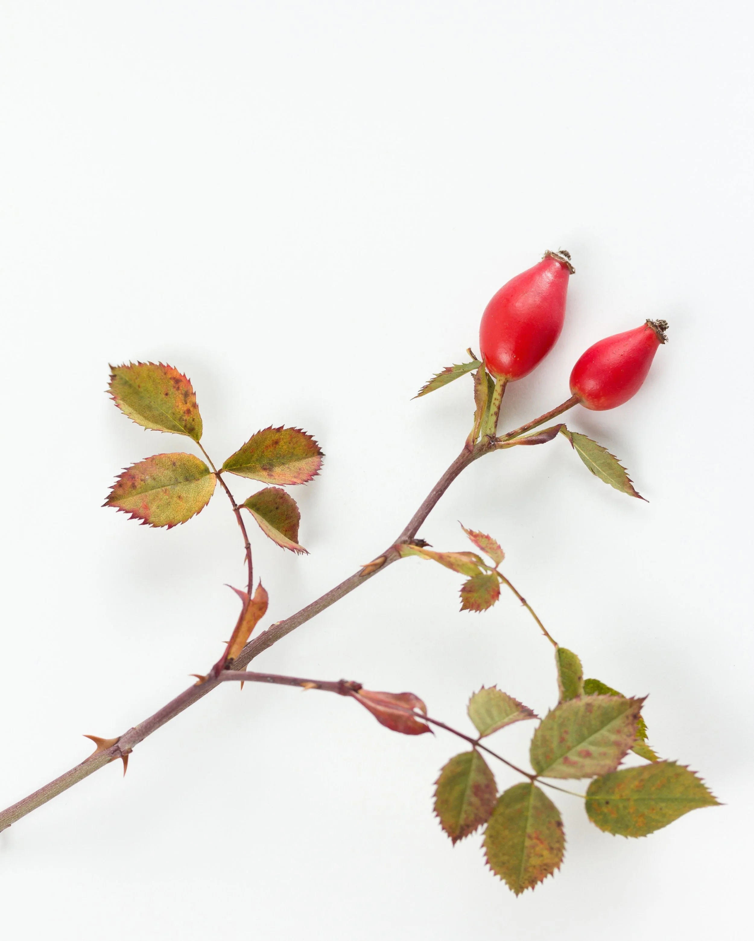 Rosehip &mdash; Rosa canina.

A beautifully restorative botanical oil, naturally abundant in essential fatty acids and selected for its ability to soften, nourish, and visibly support skin that feels supple, resilient, and quietly luminous.

In Grace