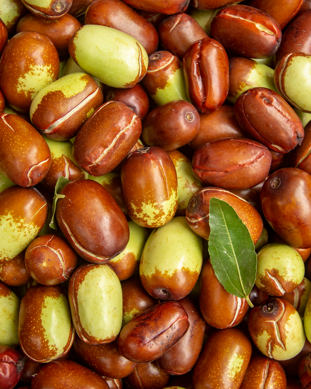 Jojoba.png