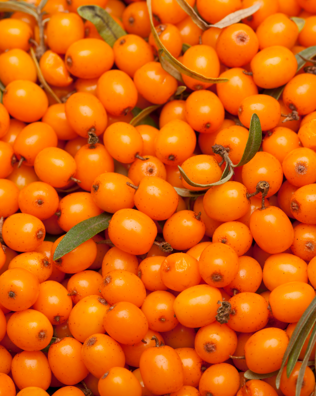 Sea Buckthorn CO₂ Extract – Organic