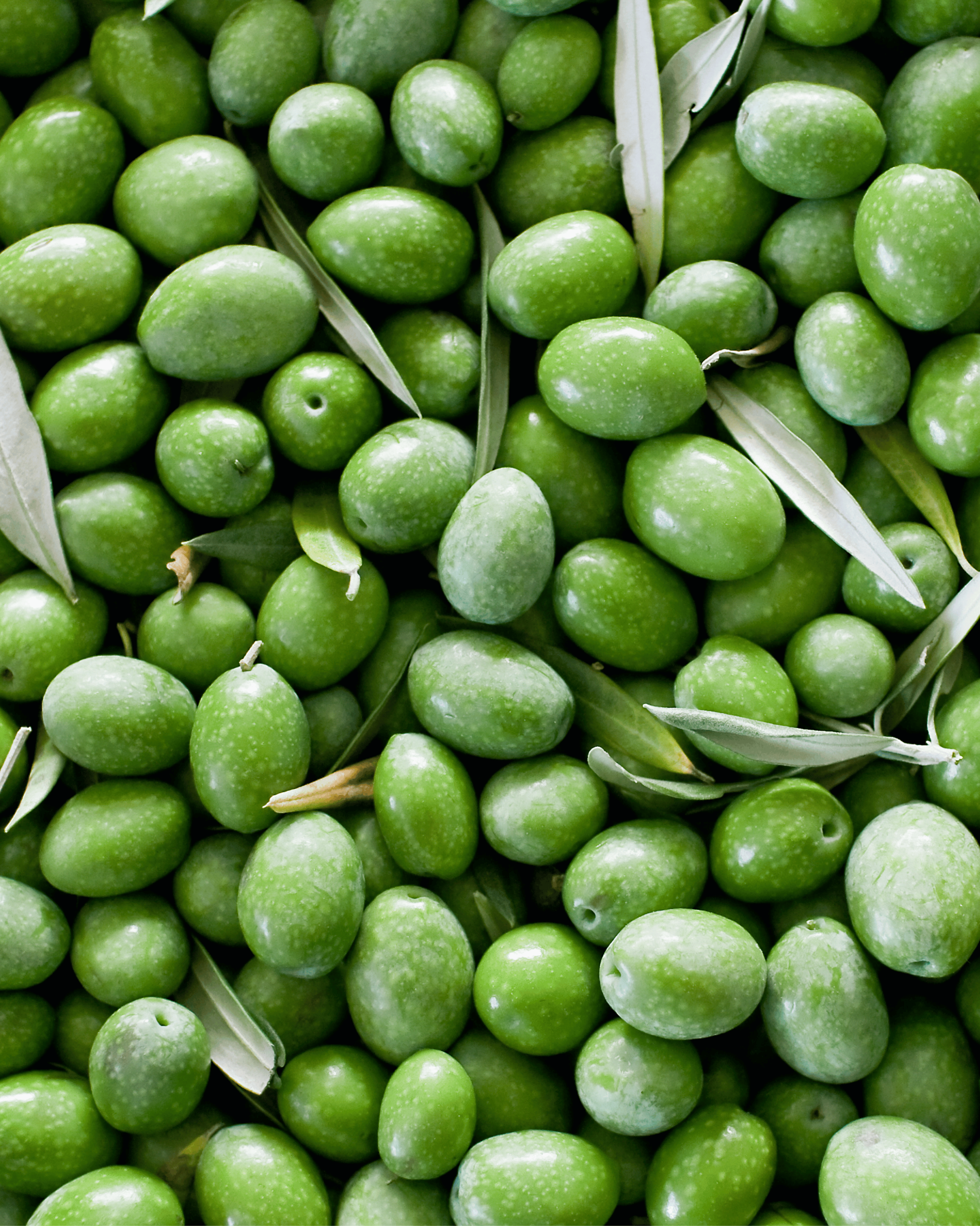 Squalane – Olive-Derived