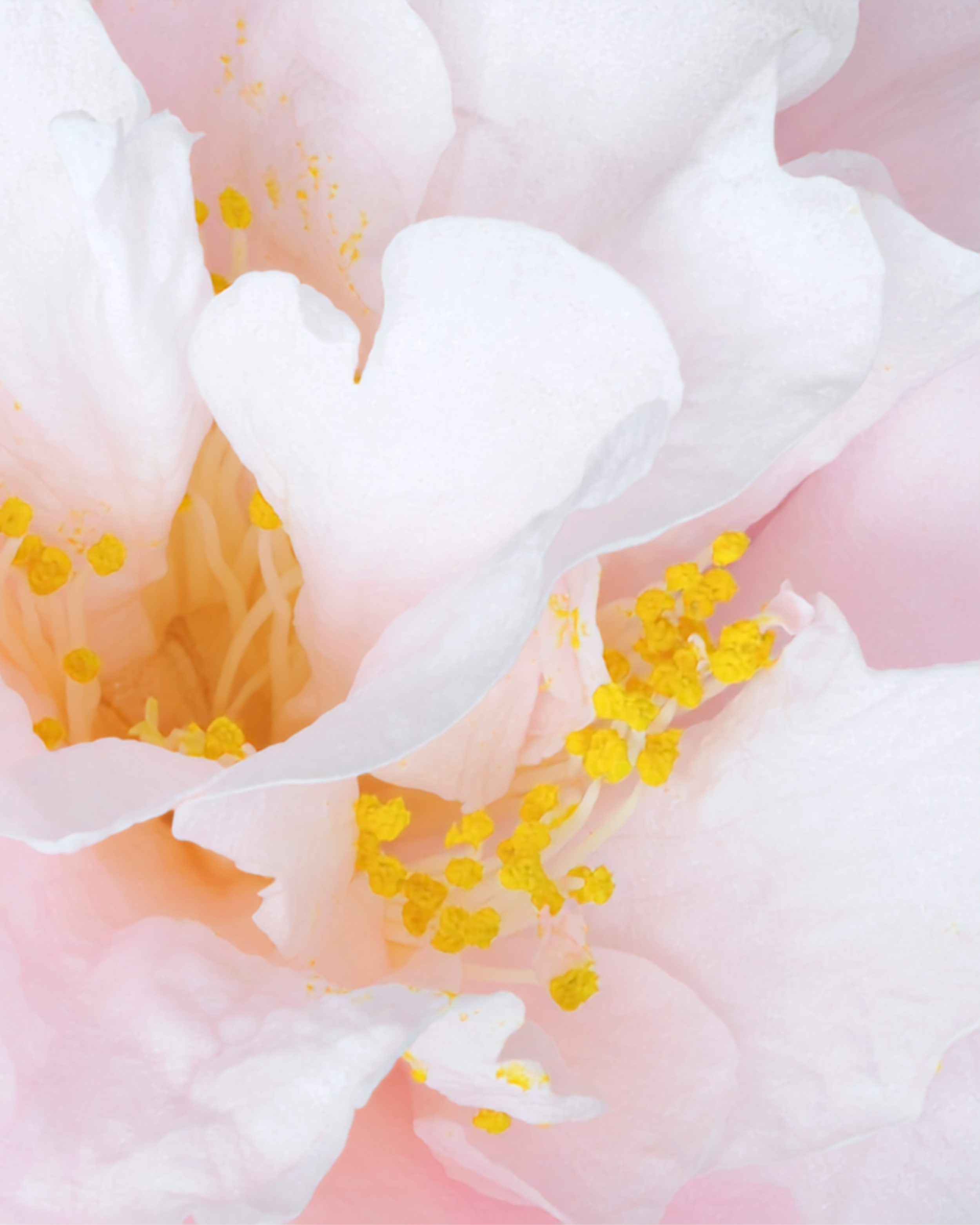 Camellia.png