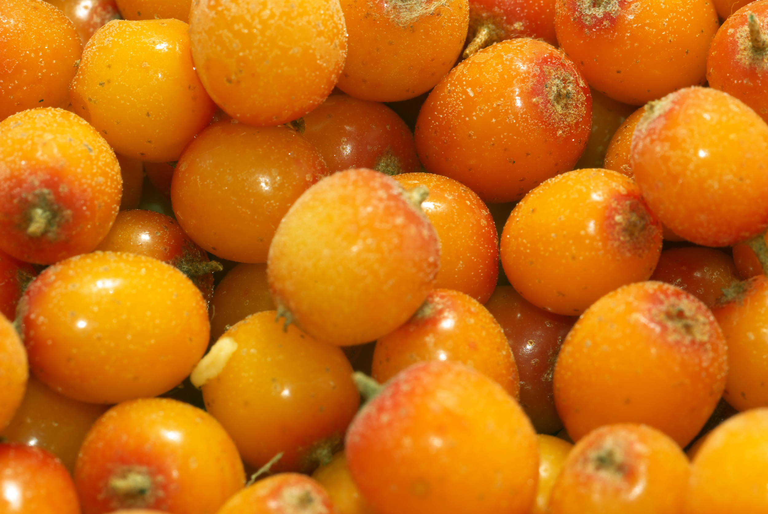 Seabuckthorn.png