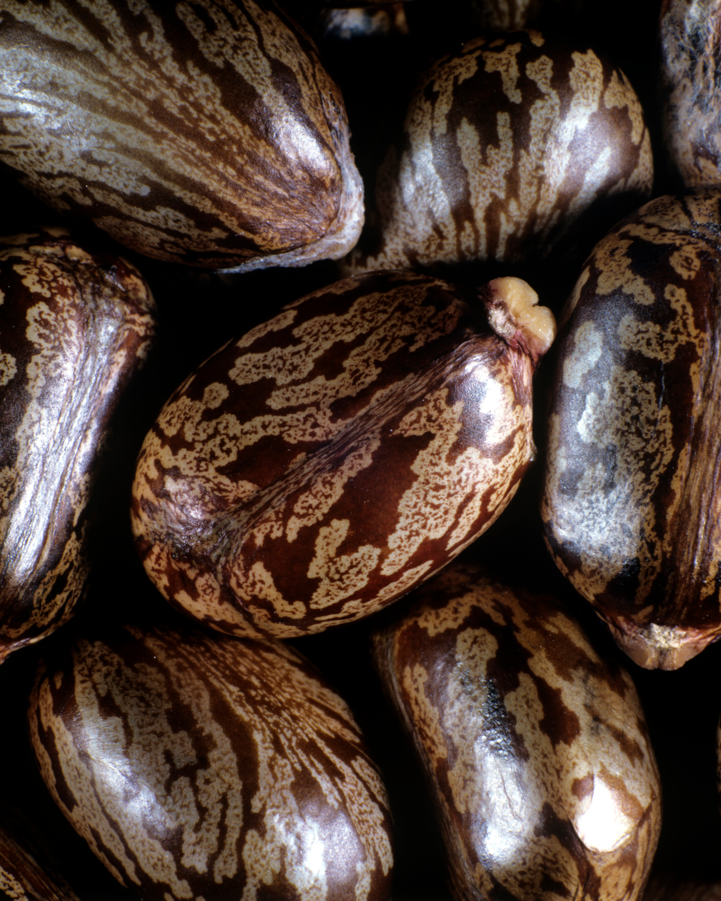 Castor Oil – Organic