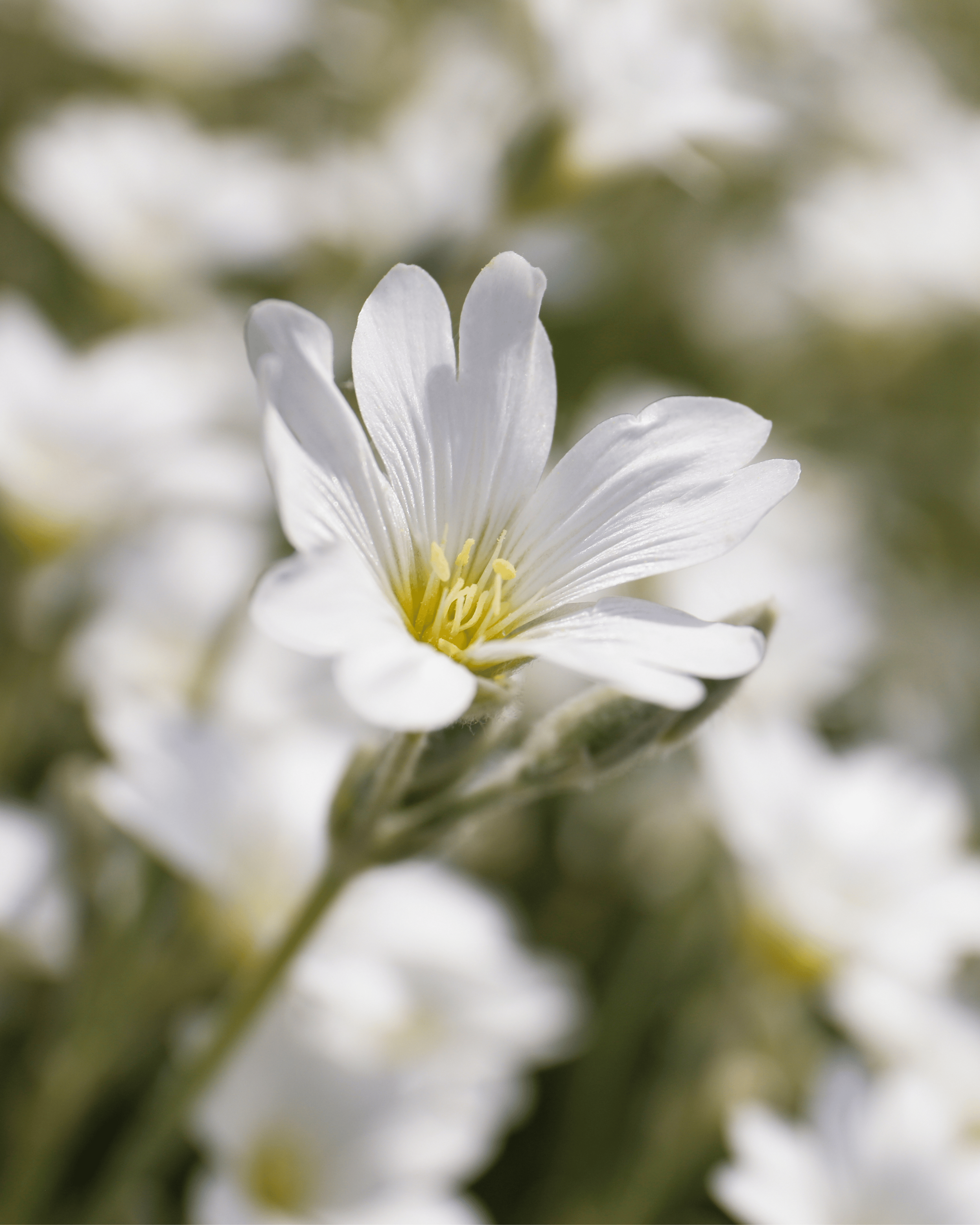 Meadowfoam Oil