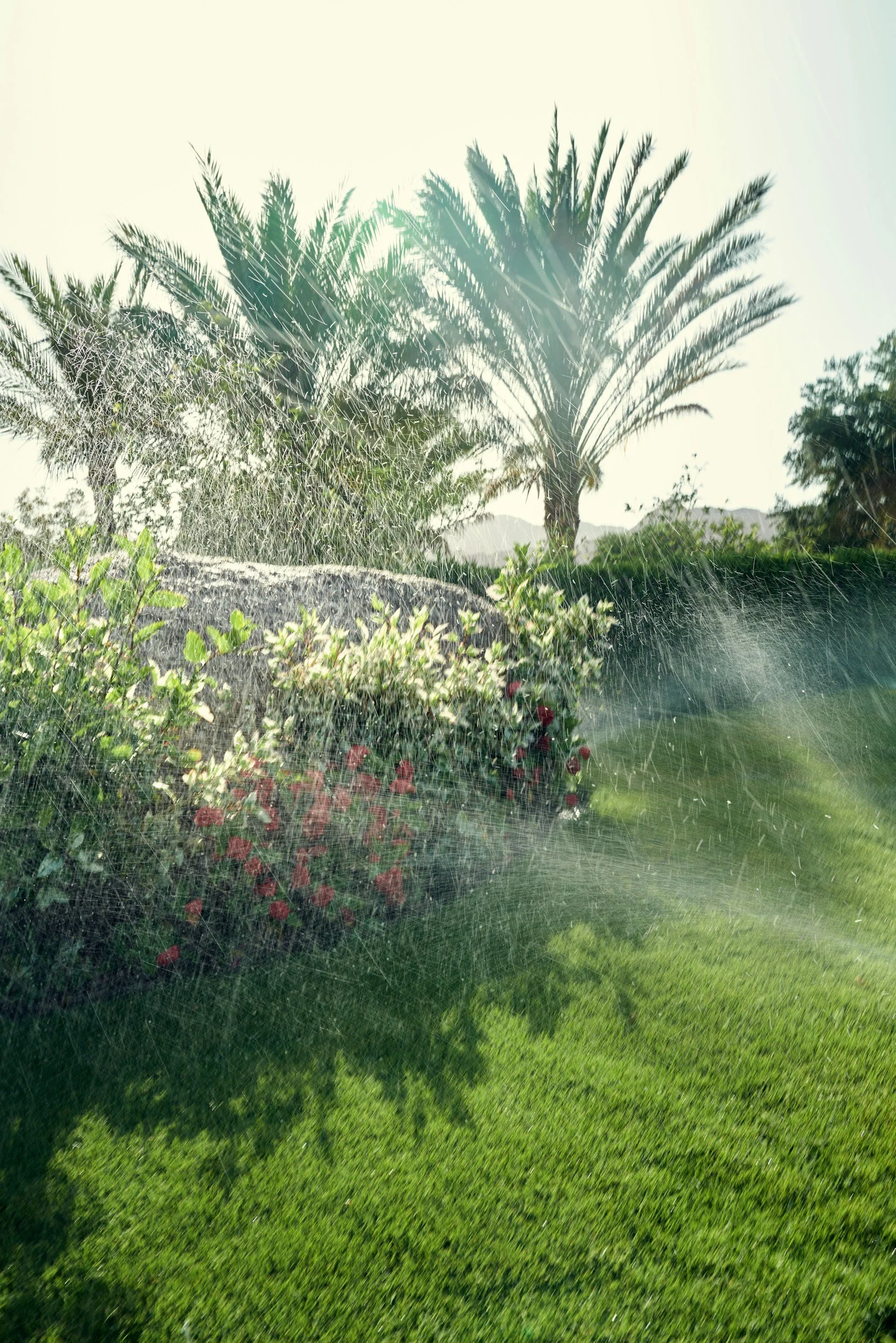 View of a lush garden with palm trees, flowering bushes, and green grass, viewed through a sprinkler.