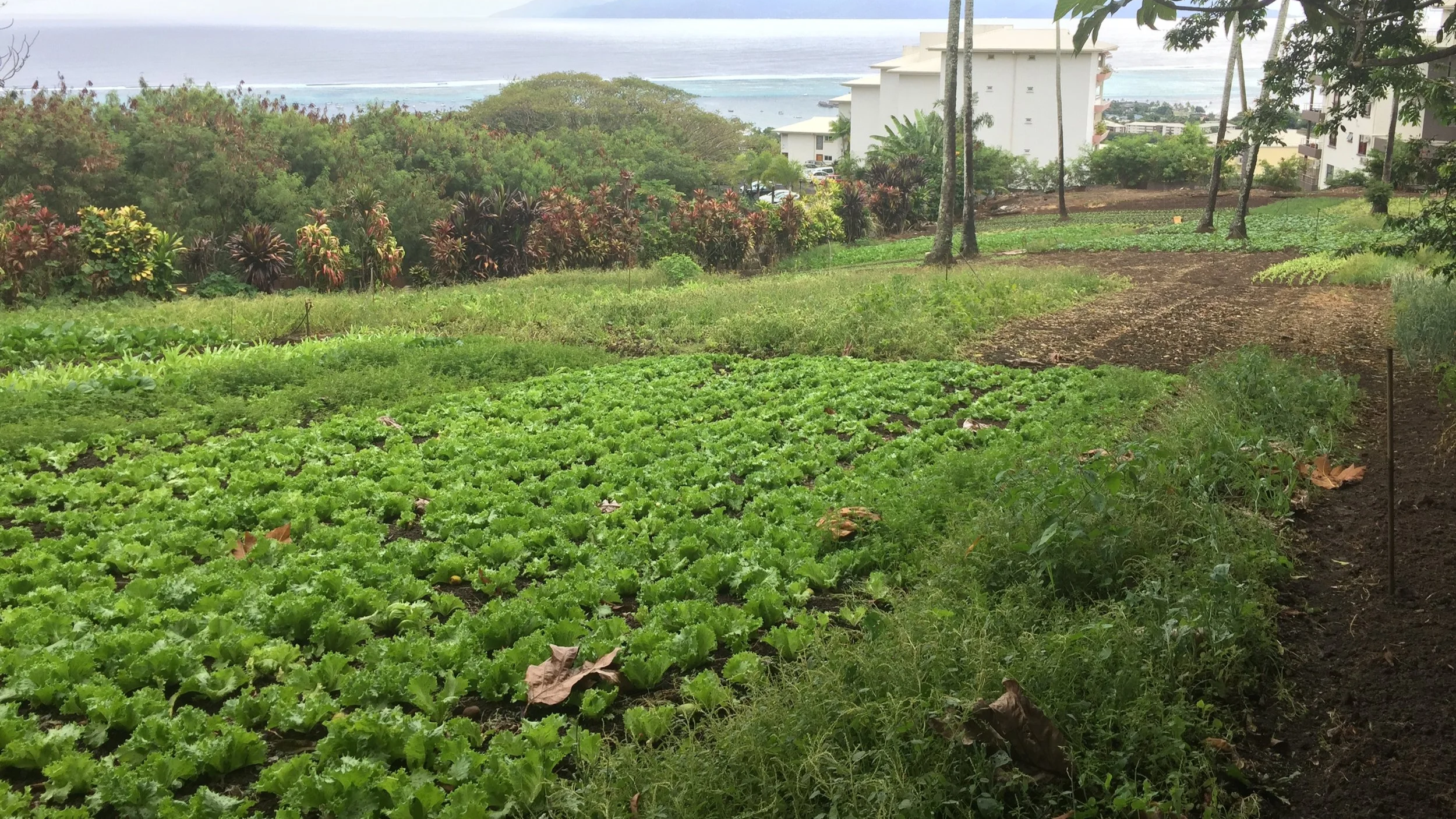 A vegetable garden with rows of green leafy lettuce and other plants, with buildings and trees in the background near the coast.