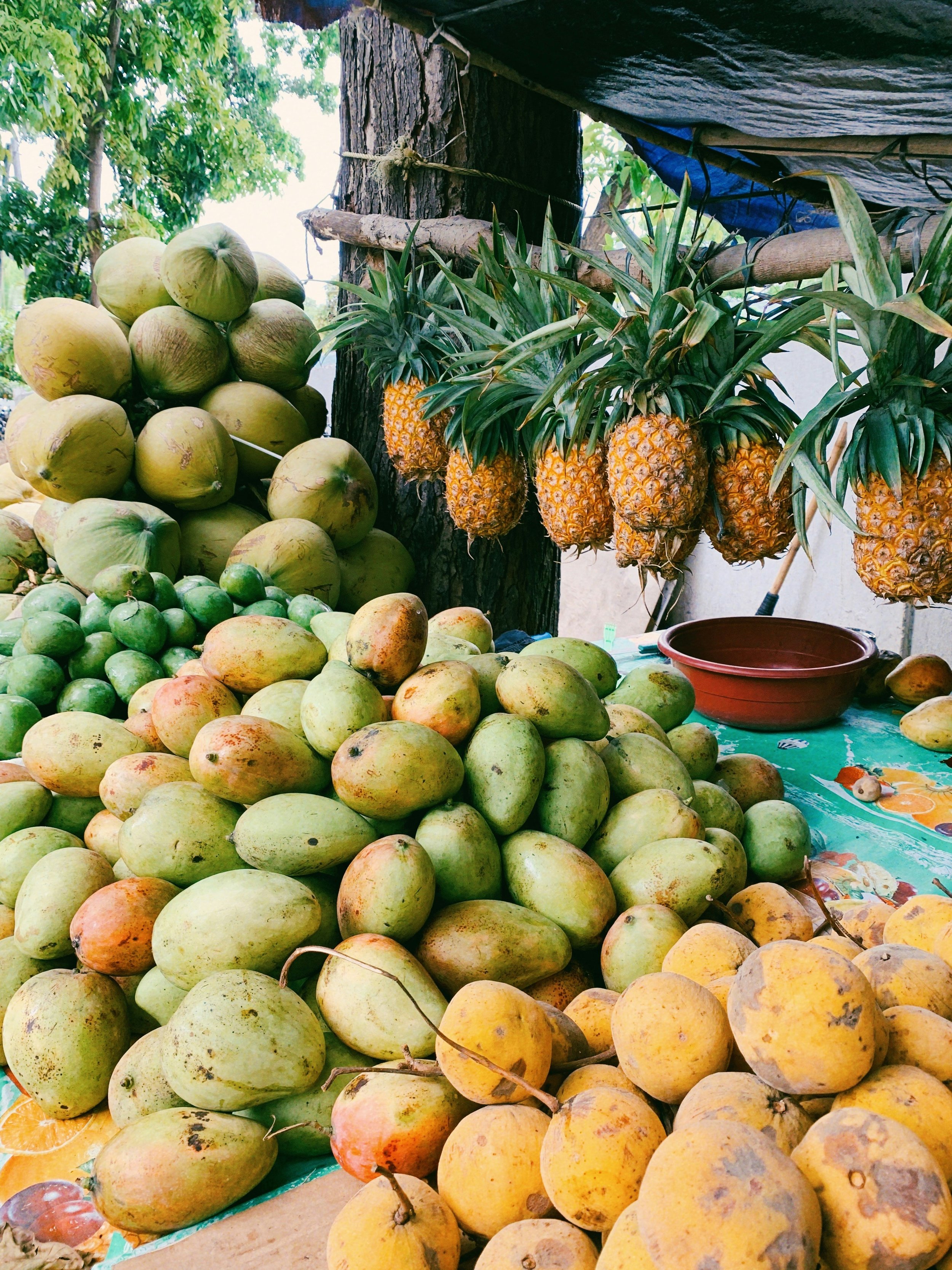 A pile of green mangoes and a bunch of ripe pineapples hanging from a tree.