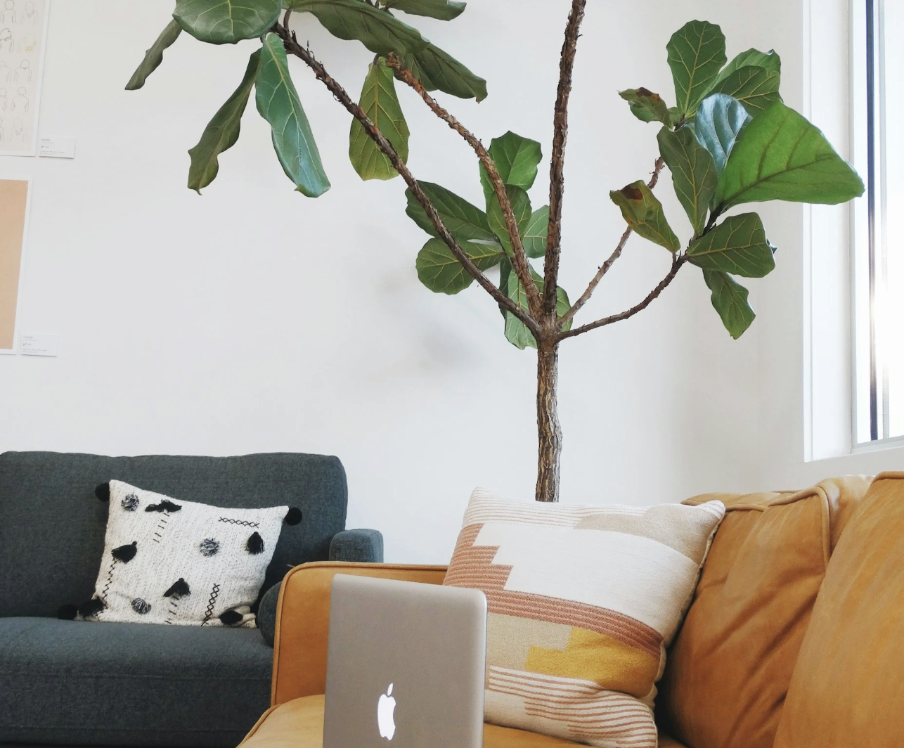 Living room with a large potted fiddle leaf fig tree near a window, a yellow sofa with pillows, a gray sofa with a patterned pillow, and a silver MacBook on the sofa.