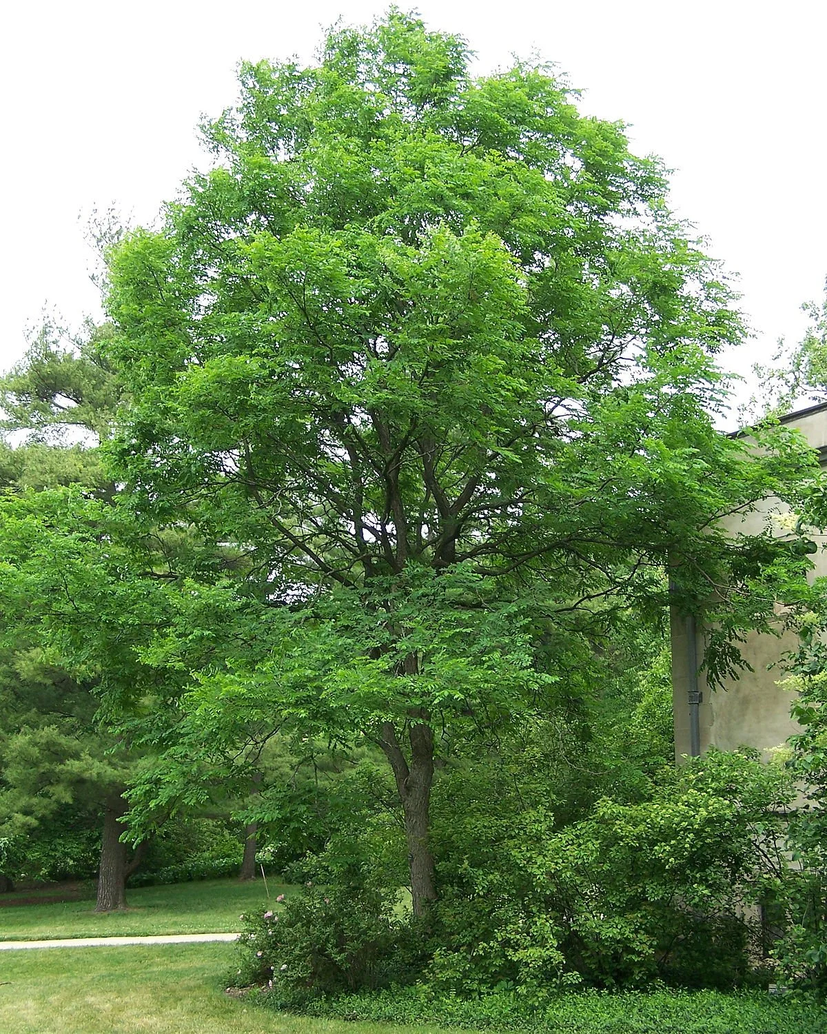 A full sized coffeetree. Taller than a house!