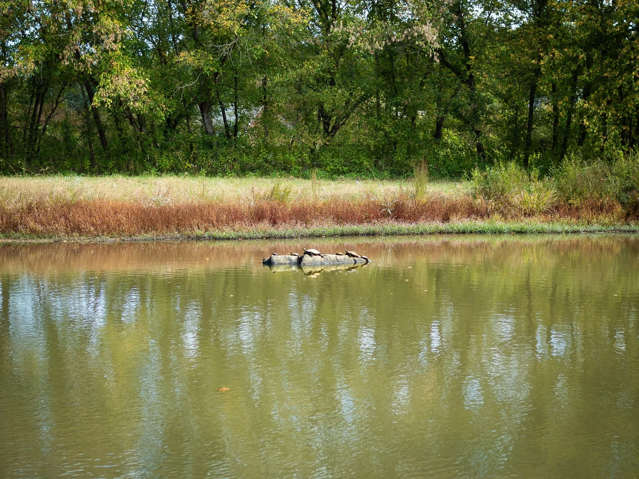 PA100035-19.jpg