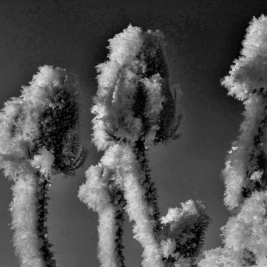 Foto zwart wit door Gijs Wouters