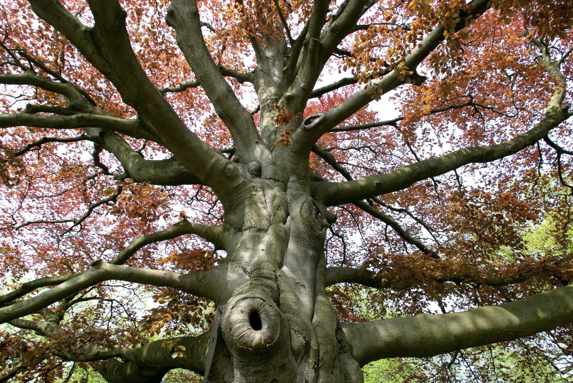What’s Wrong with Your Beech Tree: Beech Leaf Disease