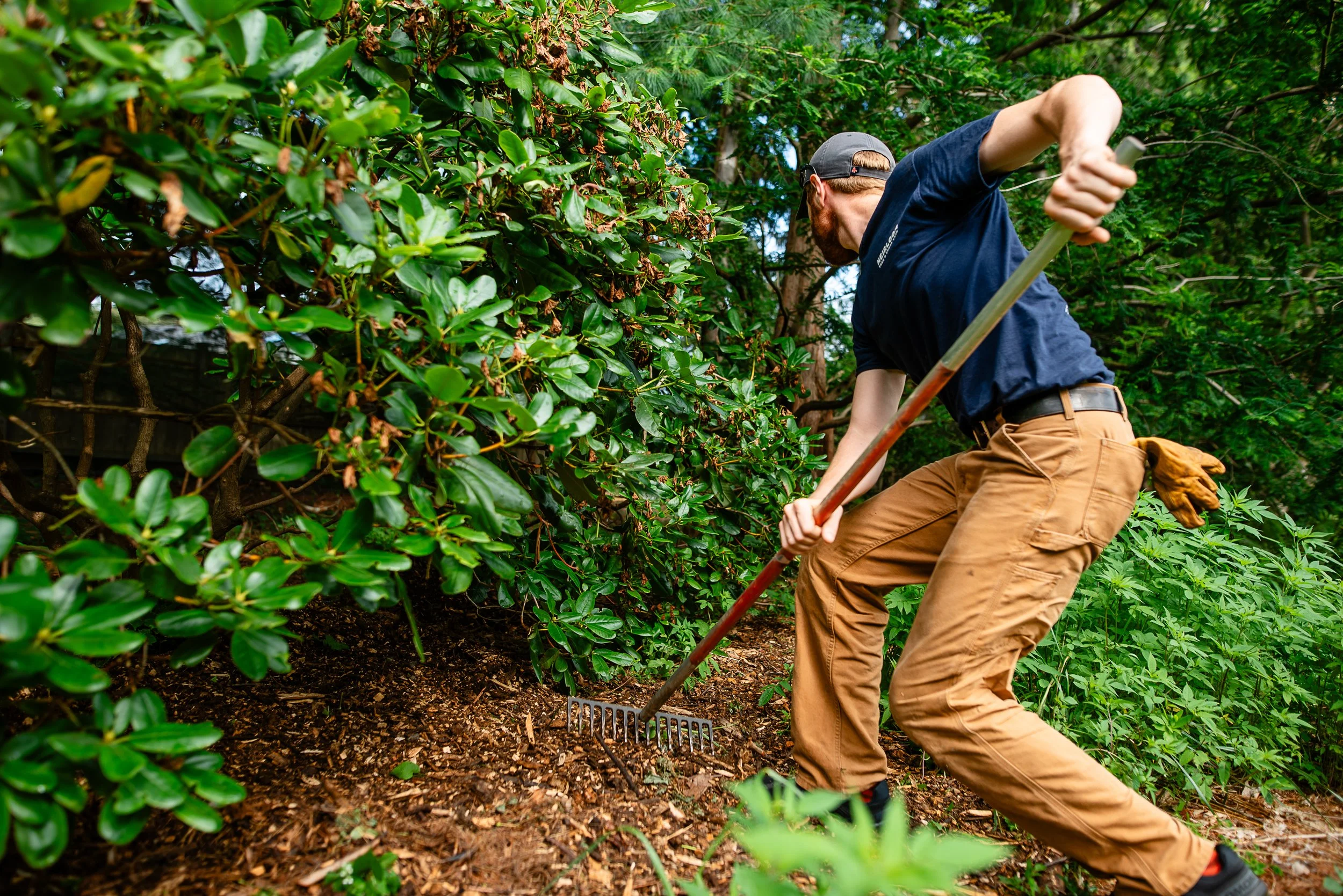 fine tree care in north shore mass - heirloom tree & shrub care