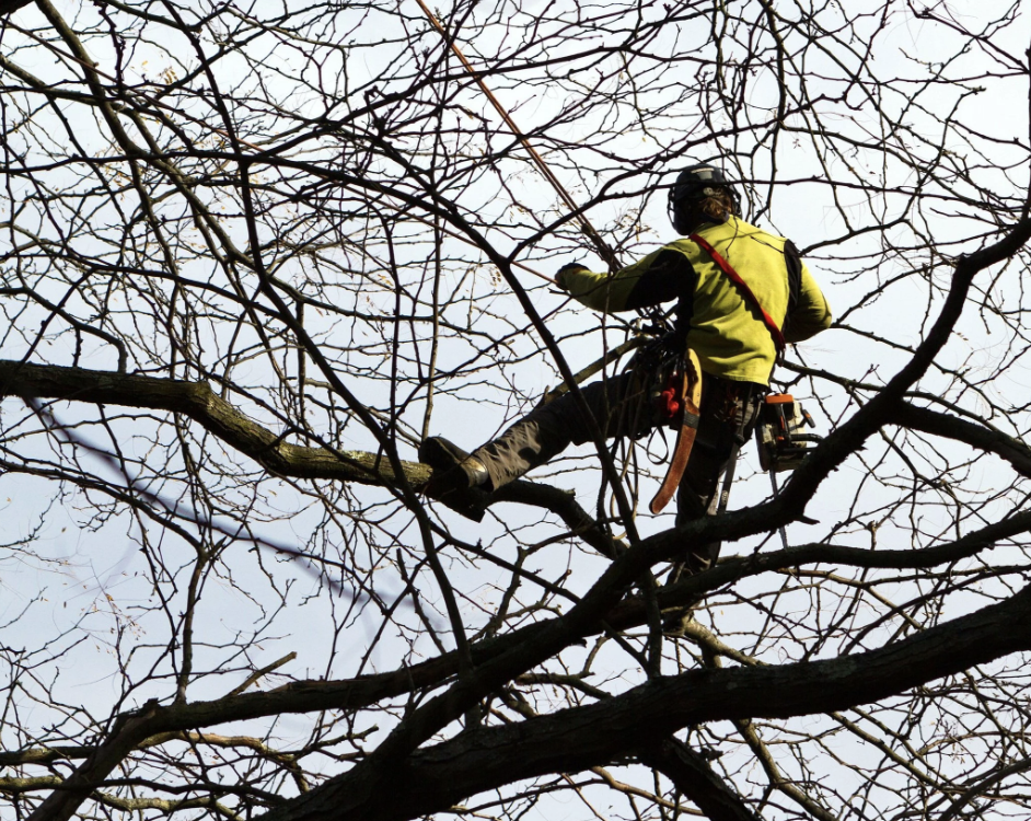 winter pruning - heirloom tree and shrub care