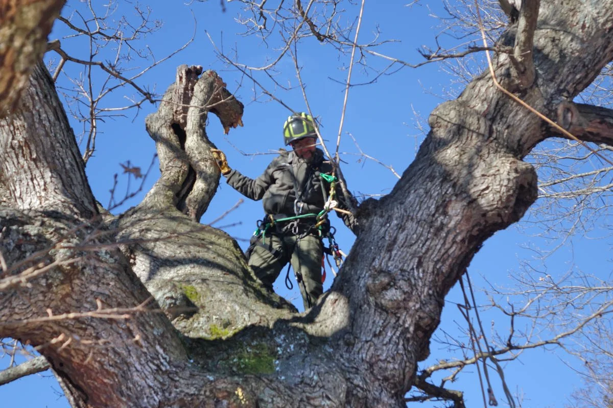 400-year-old Oak Tree in Topsfield, MA