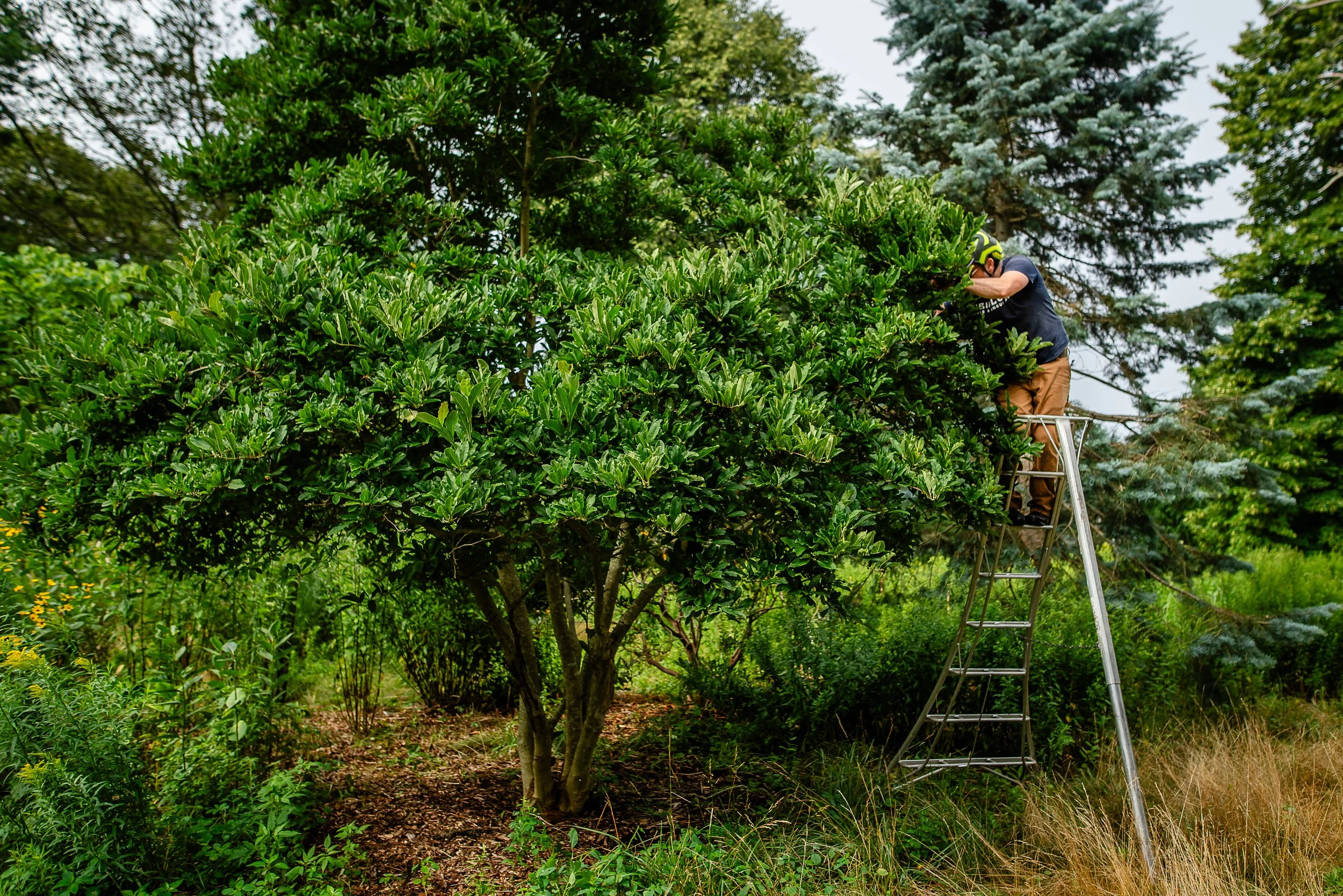 fine tree care arborists in north shore mass - heirloom tree & shrub care