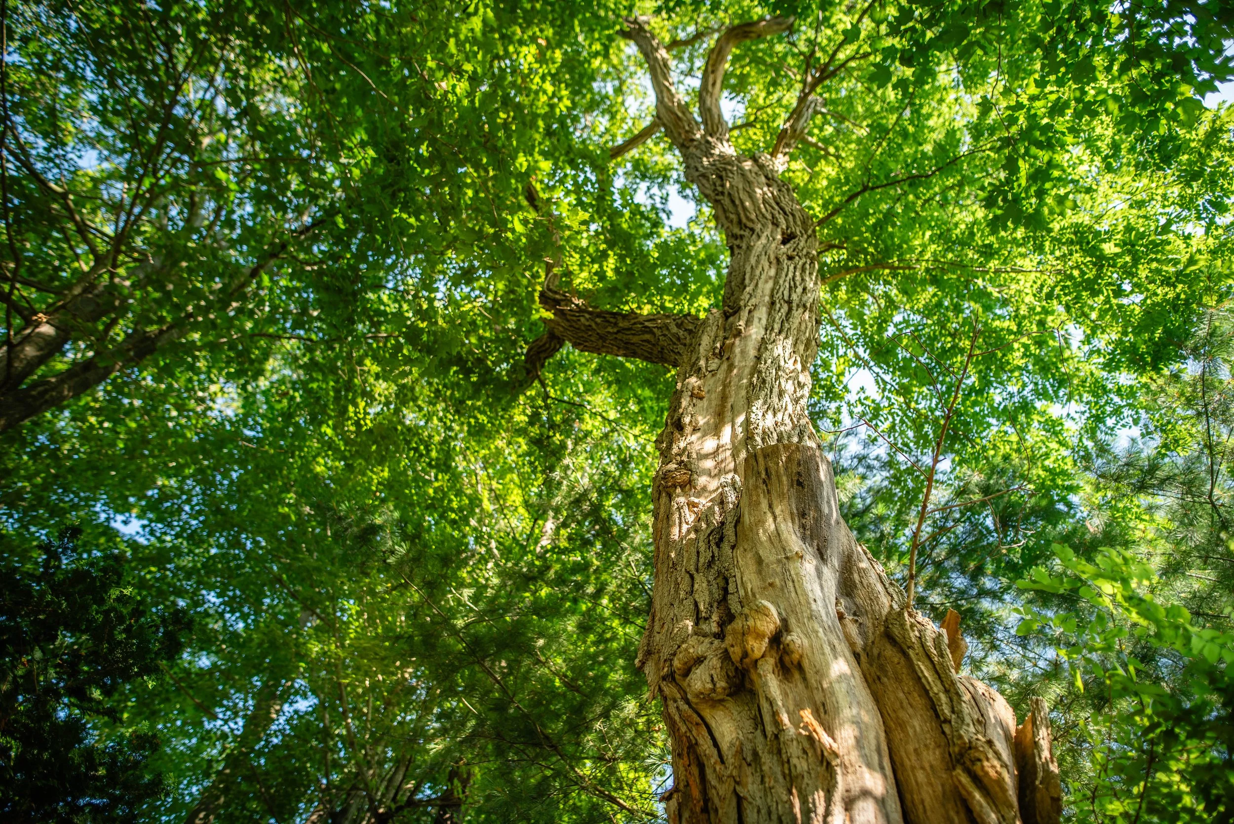fine tree care in north shore mass - heirloom tree & shrub care