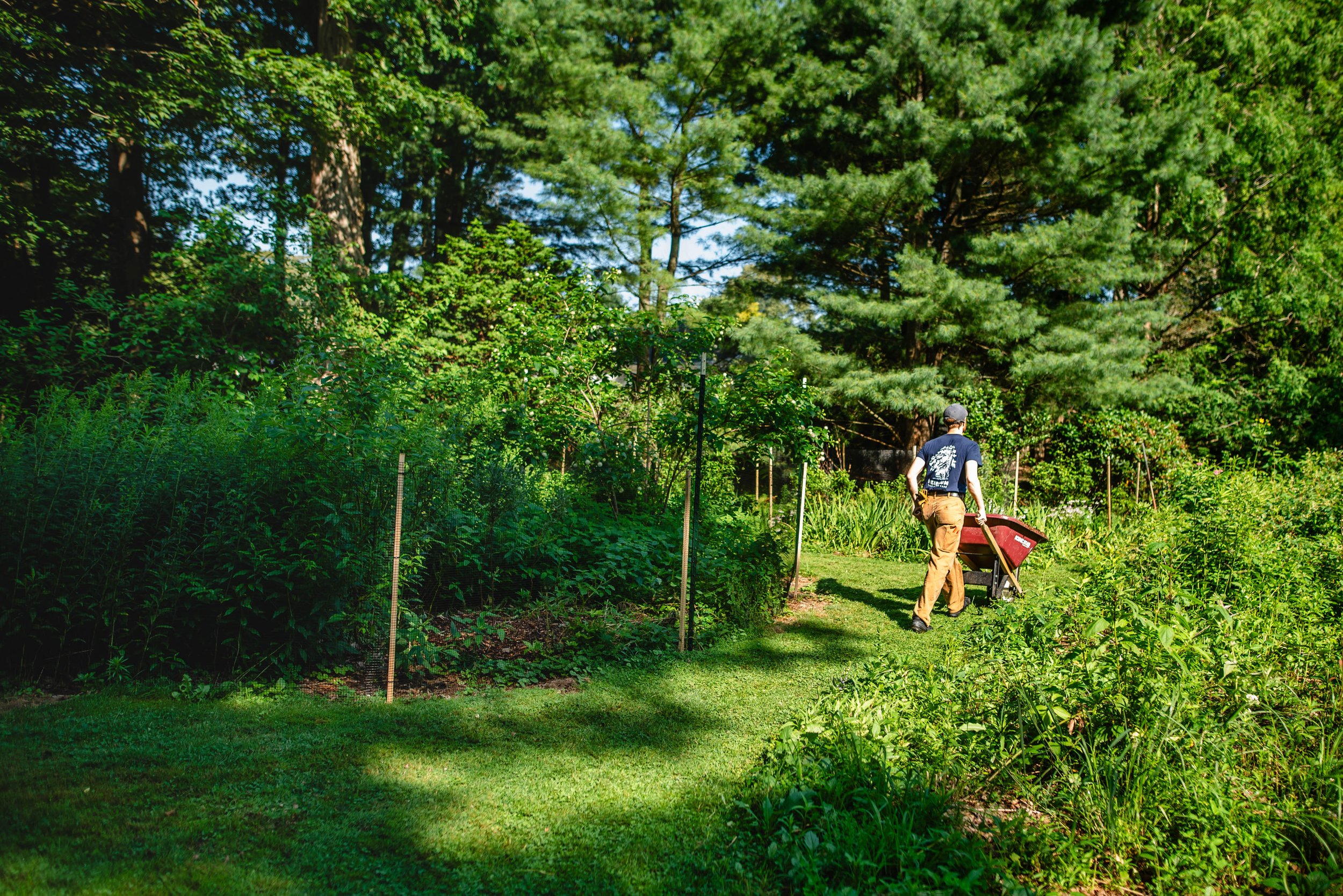 fine tree care in north shore mass - heirloom tree & shrub care