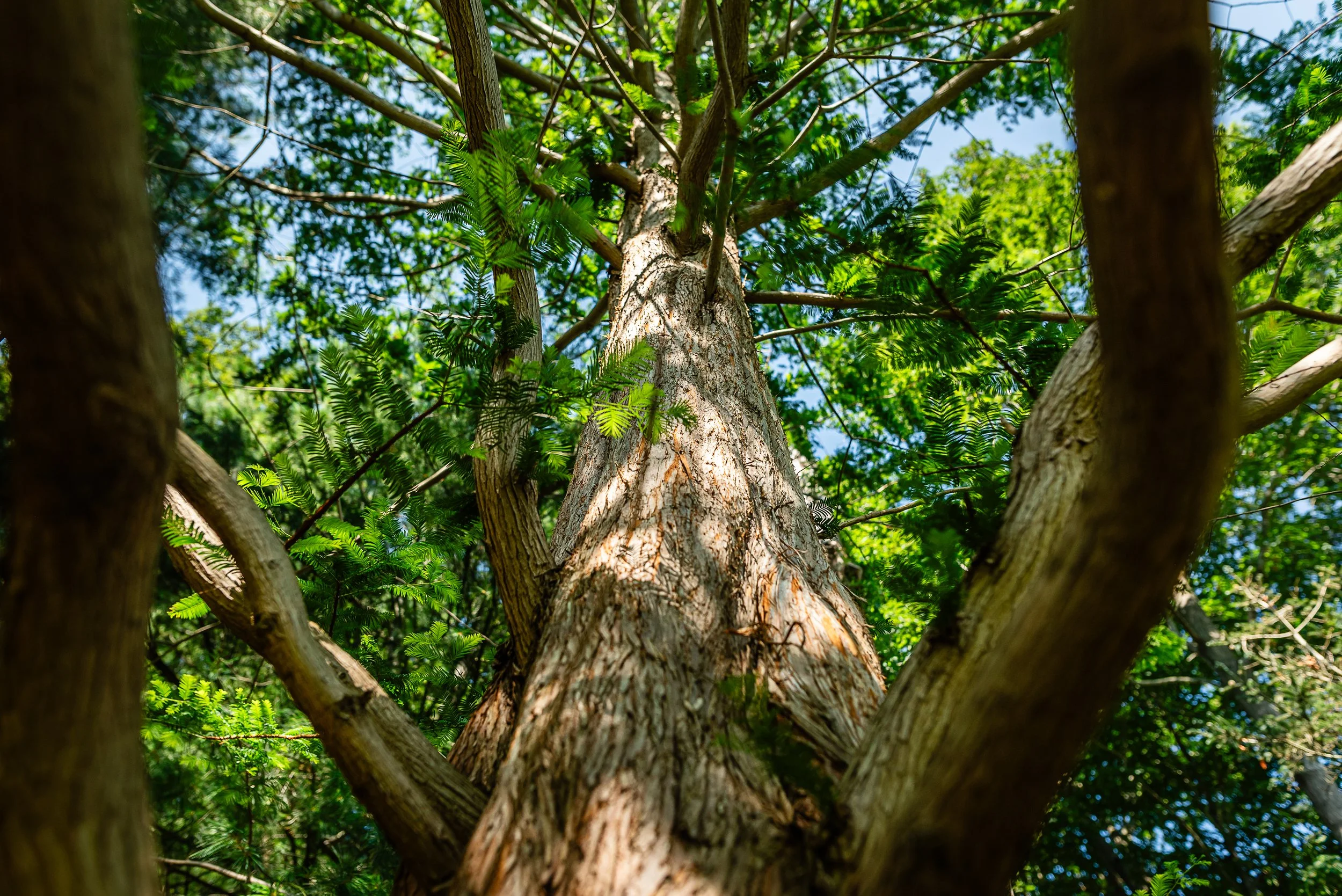 fine tree care in north shore mass - heirloom tree & shrub care
