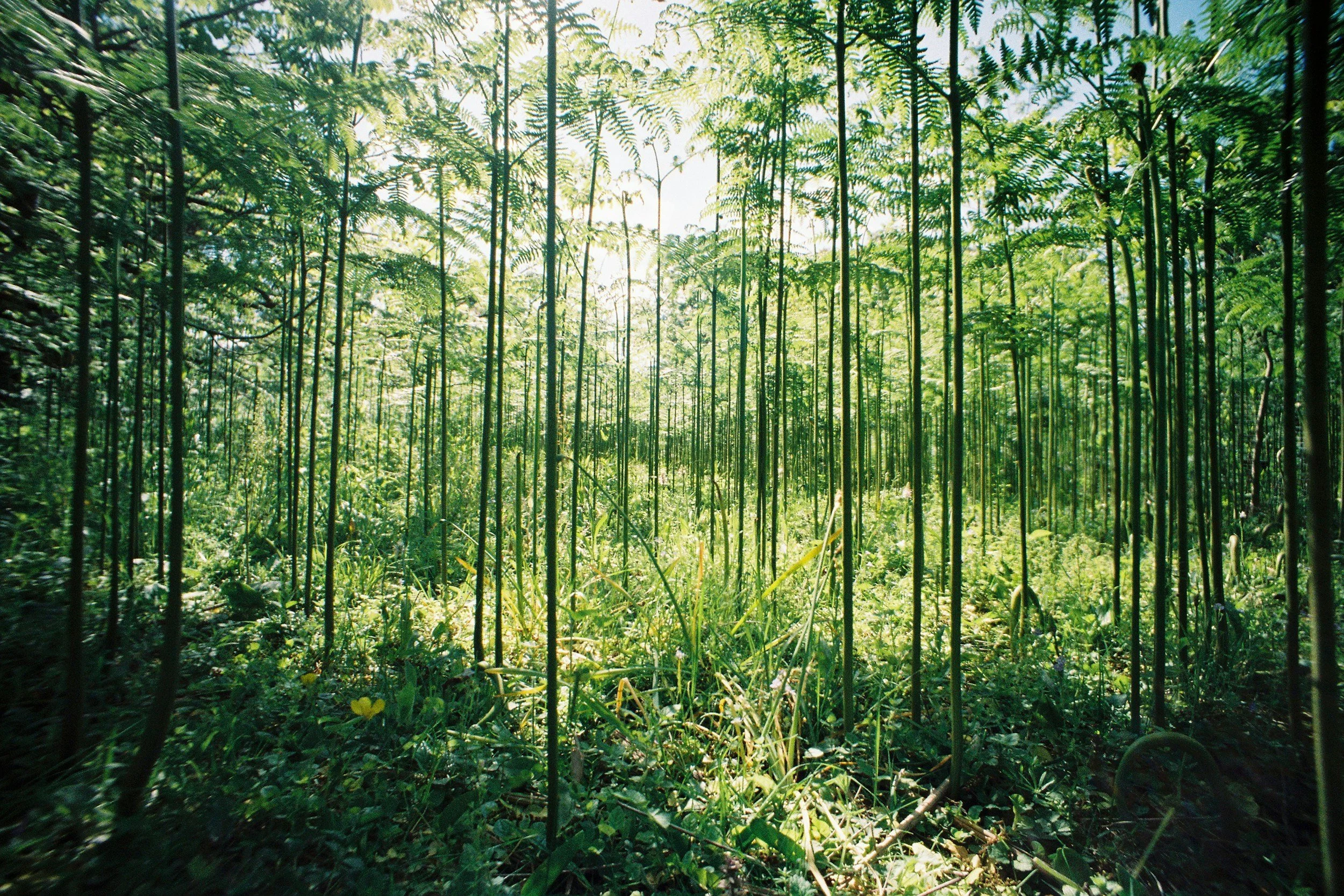 A dense jungle with tall, thin tree trunks and lush green foliage, illuminated by sunlight filtering through the canopy.