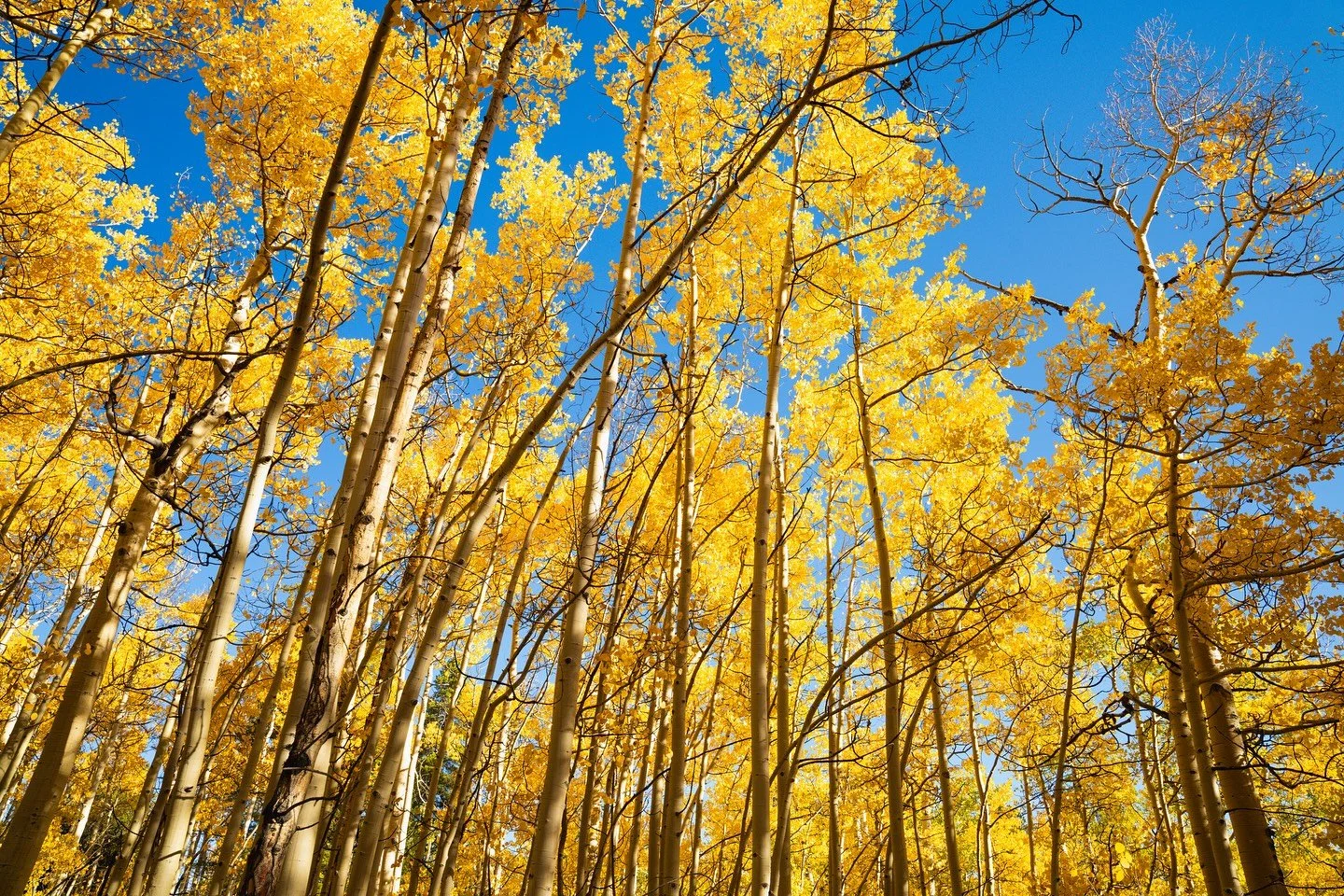 &ldquo;Hey Siri, play Yellow by Coldplay&rdquo; 

#fall #autumn #leafpeeping #colorado #changingleaves #photography