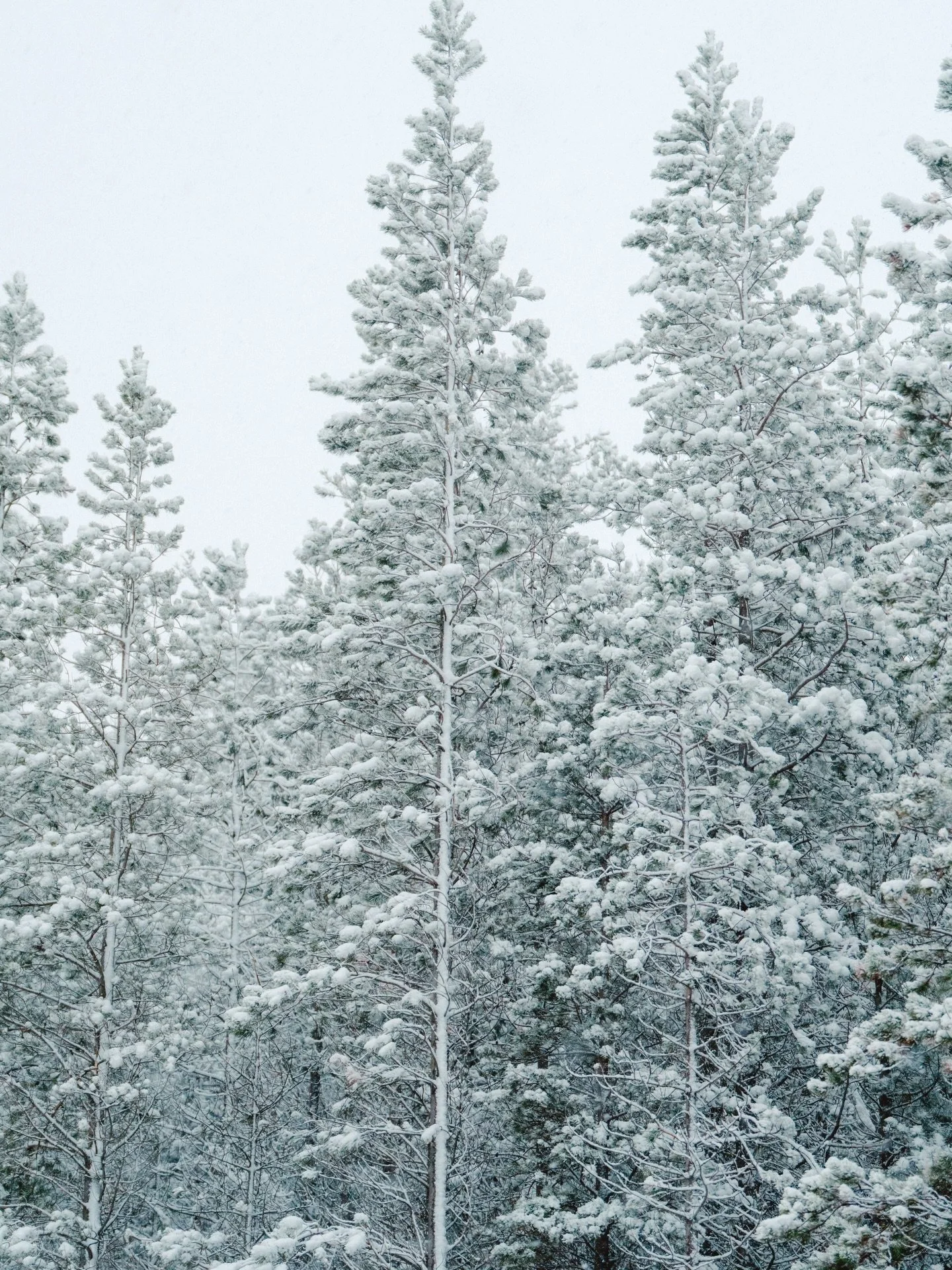 Snow covered Scotland 

#scotland #sony #sonyalpha #snow #winter