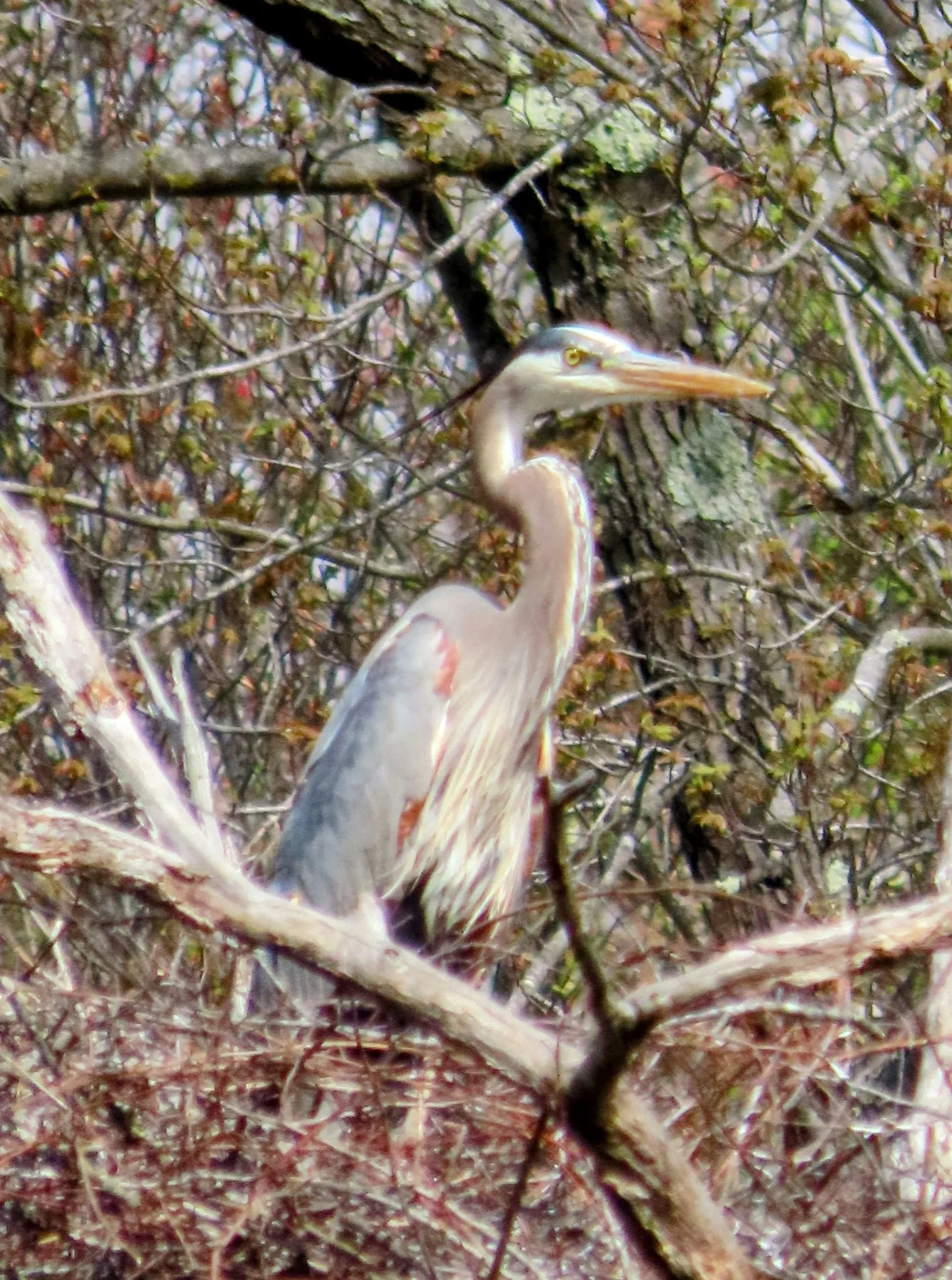 Great blue heron