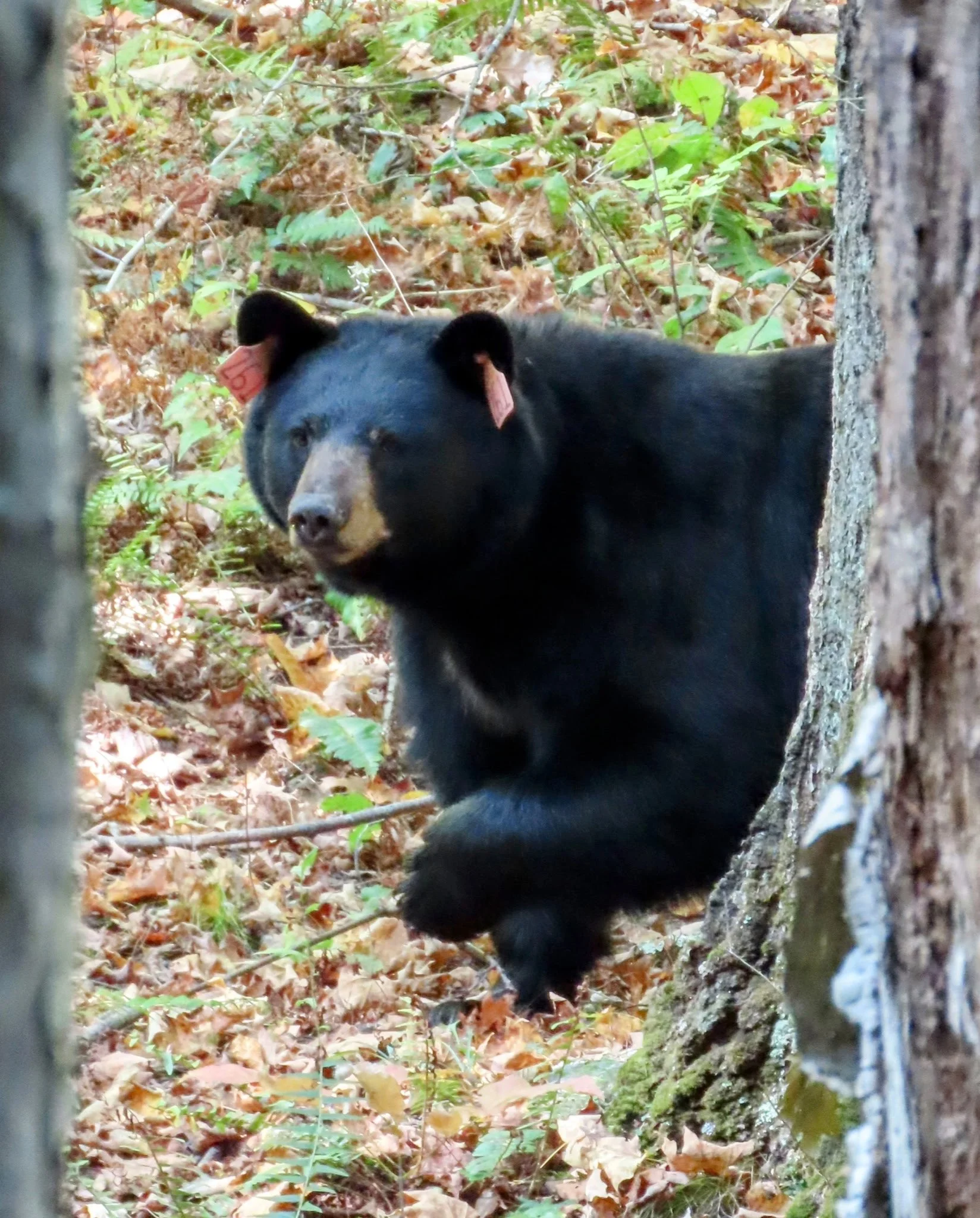 Black bear
