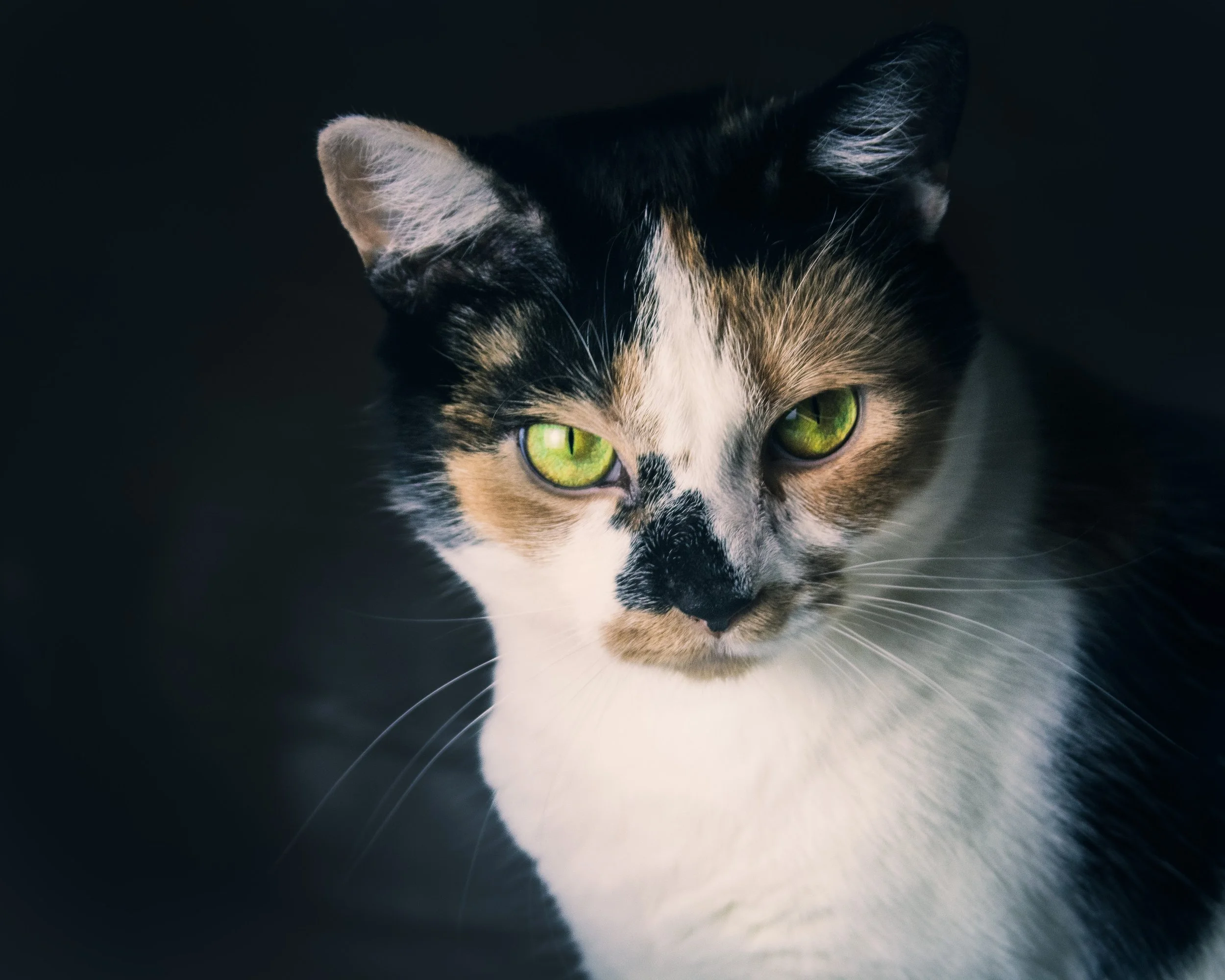 Close-up of a calico cat with bright green eyes and black, orange, and white fur, against a dark background.