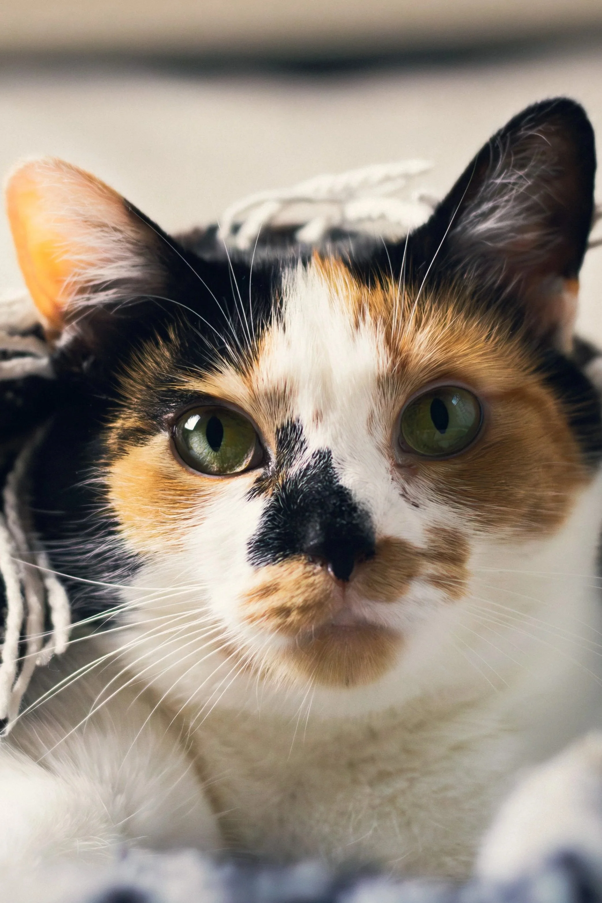 Cat gazing into the camera