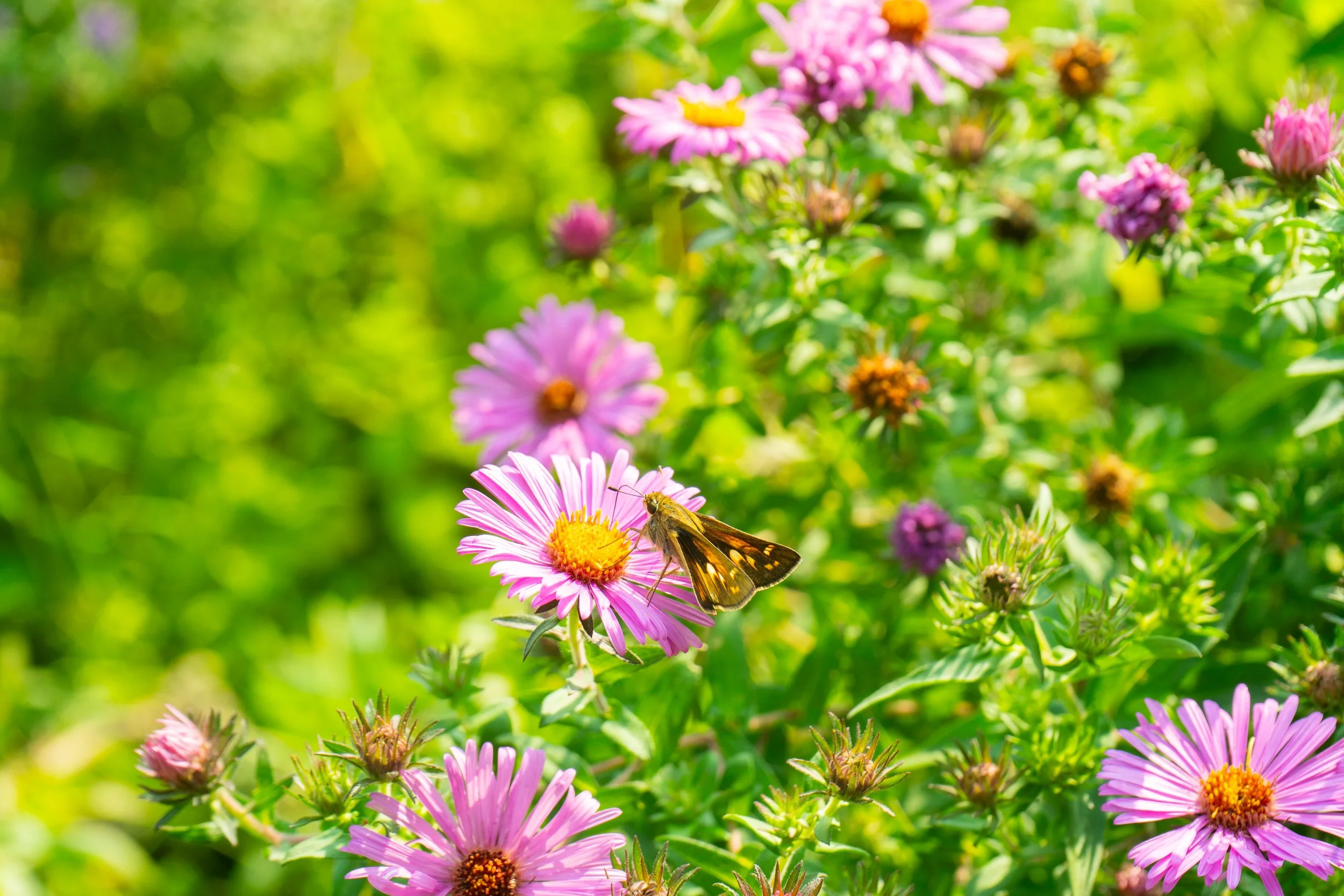 jtatz-honeyfest-42.jpg