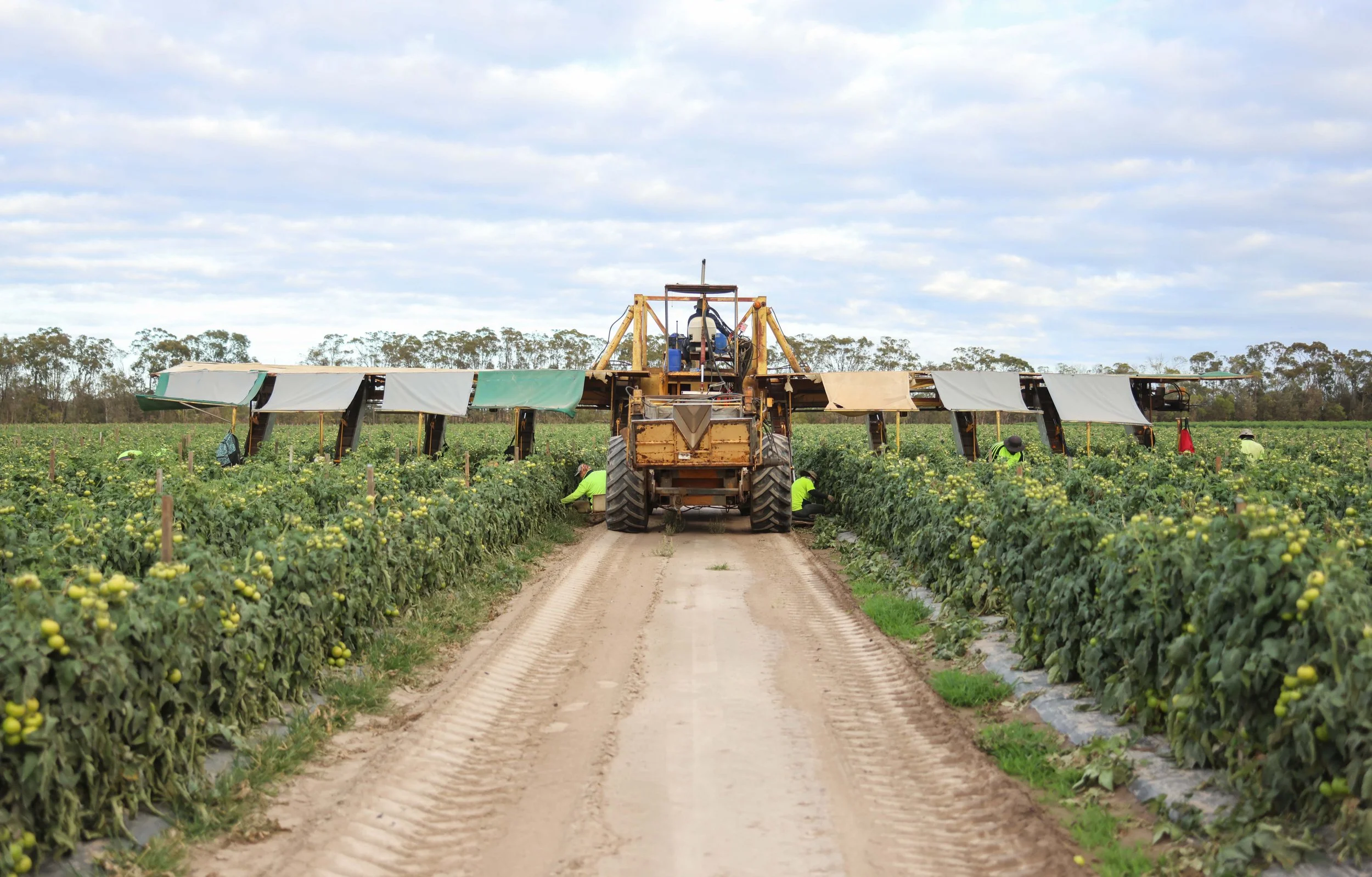 A large tractor harvesting tomatoes in a field, with workers nearby.
