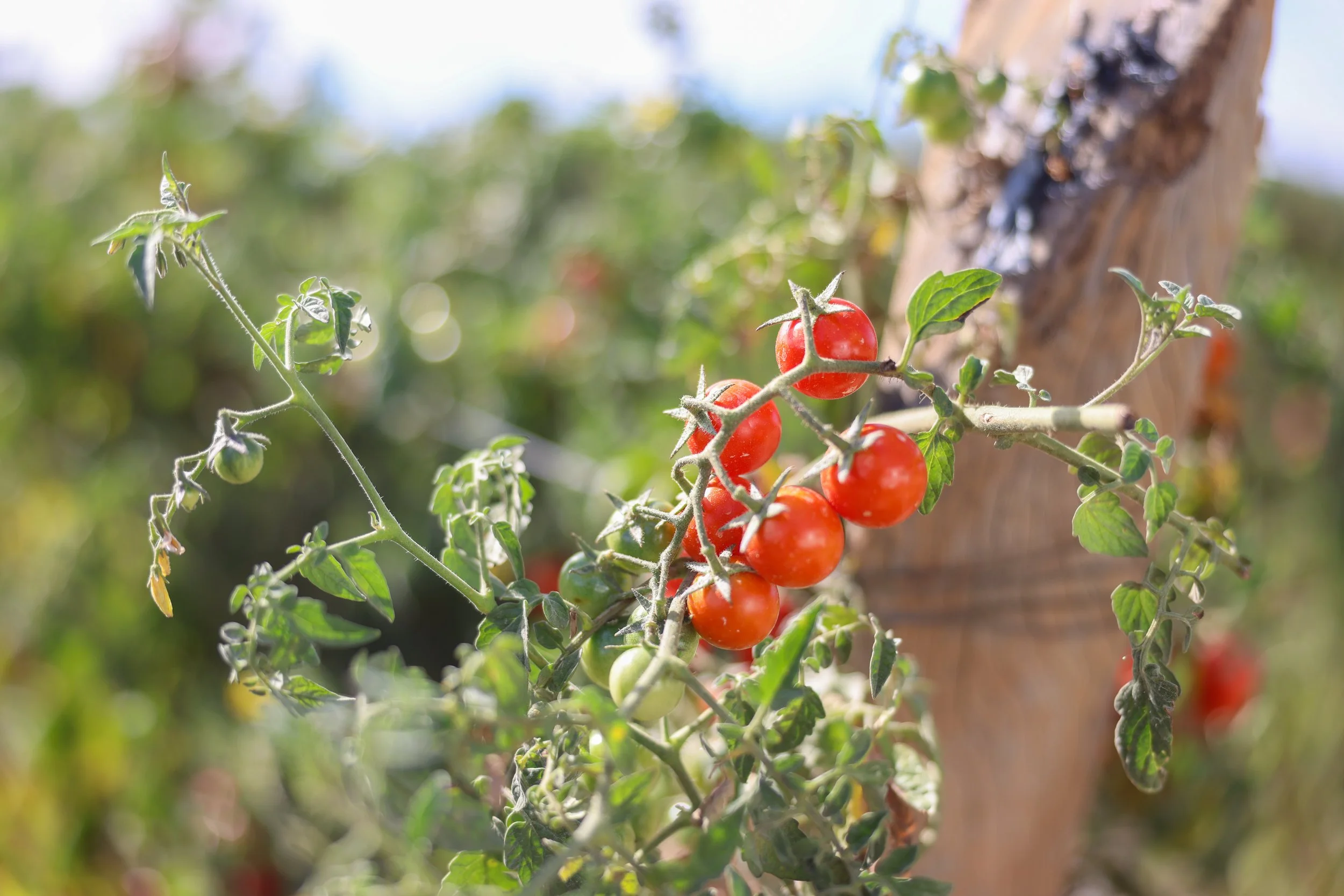 Cluster of ripe red cherry tomatoes growing on a vine.