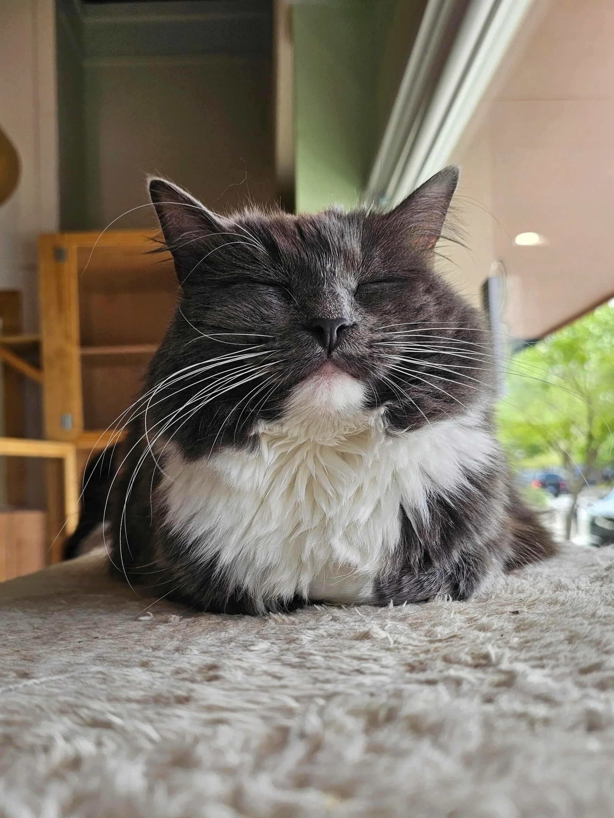 Lawrence Cat Cafe. 2025.