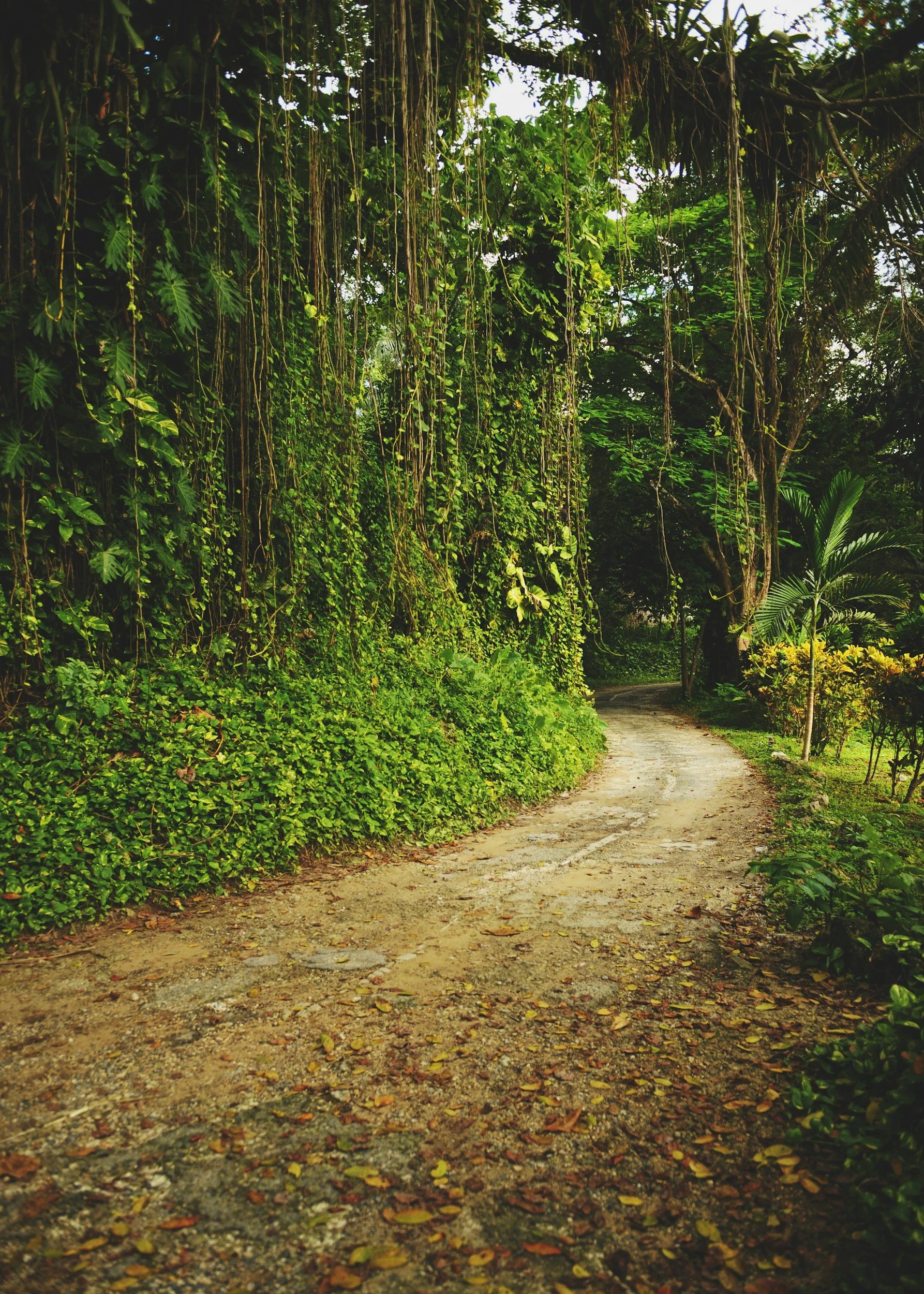 A dirt pathway surrounded by lush, green tropical plants and trees in a dense jungle setting.