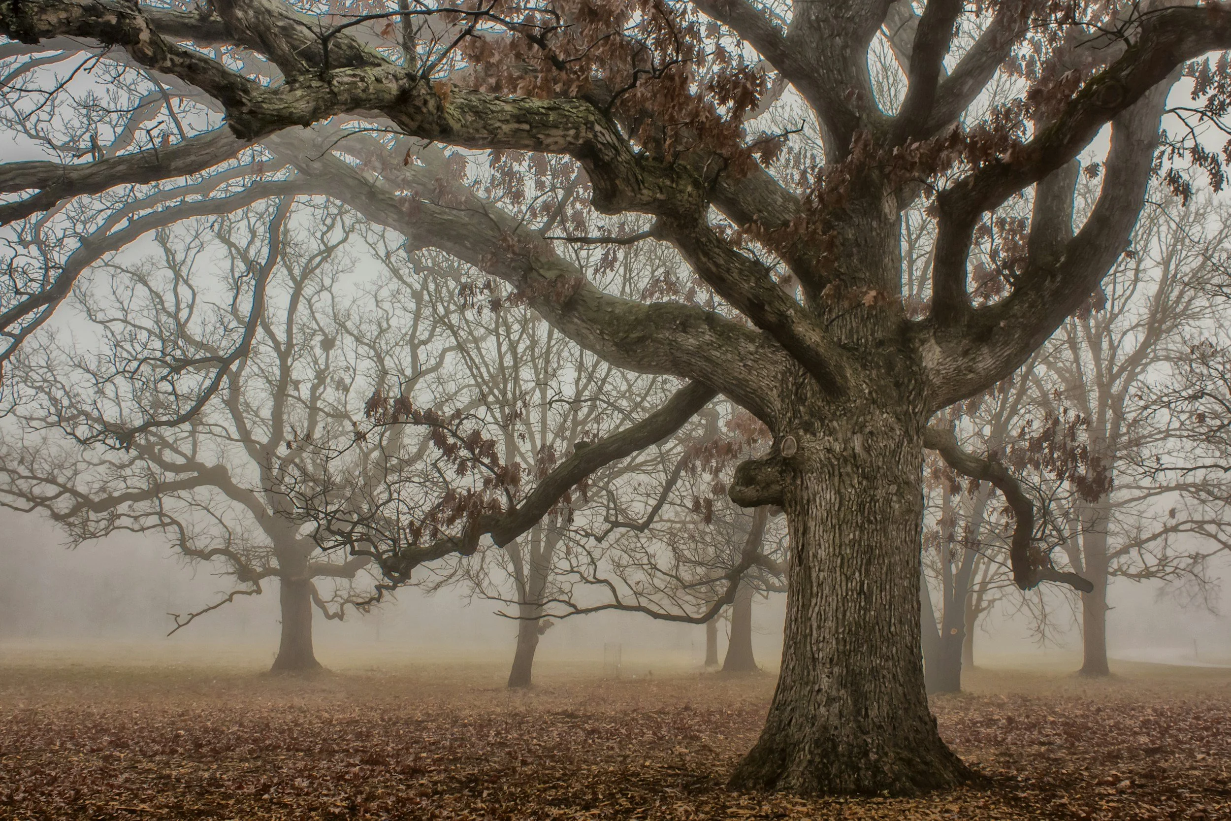 A large tree with some dangerous branches that needs pruning, or felling.