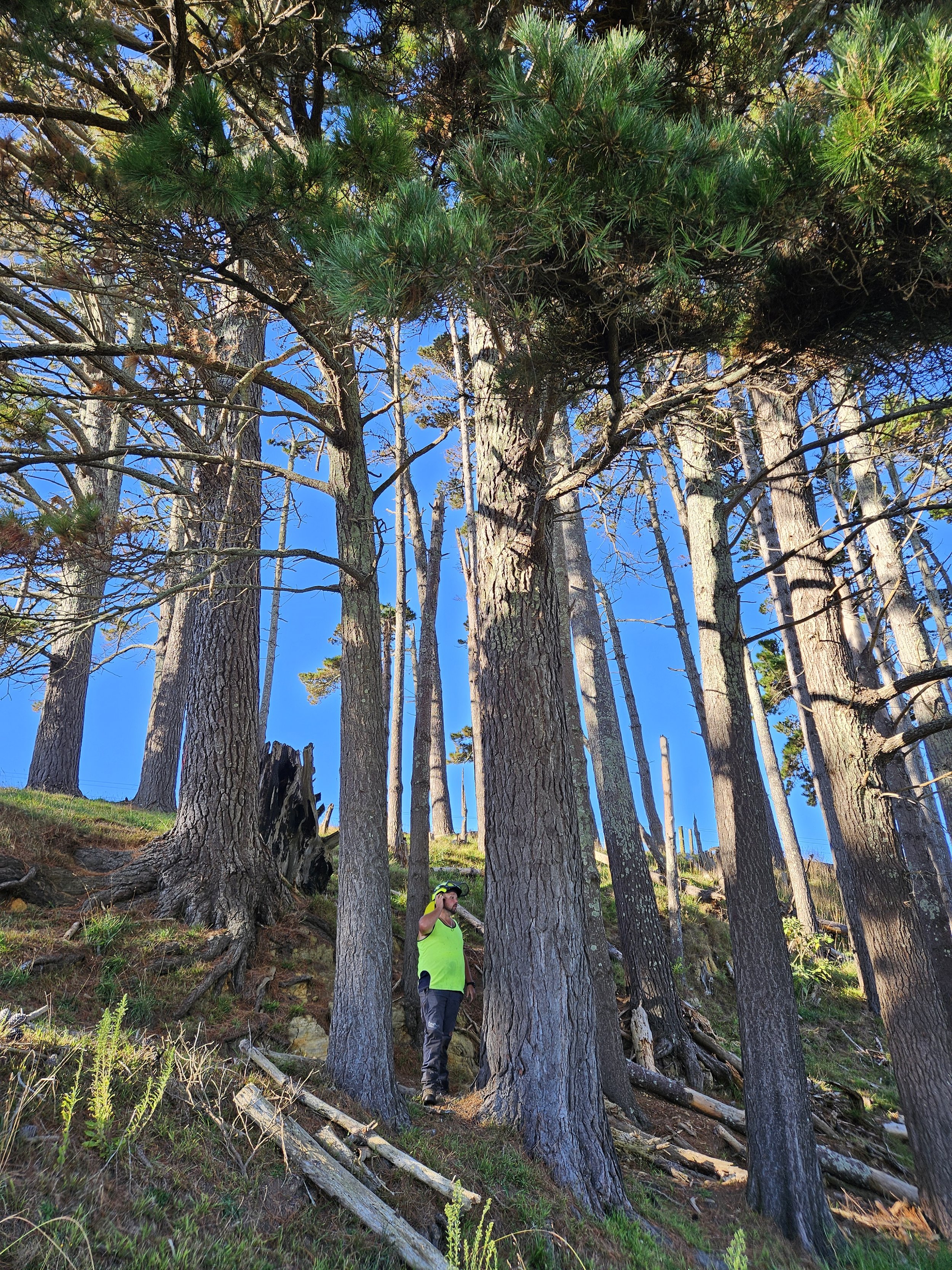 Chris in high vis standing at the base of a stand of large pruned pine trees