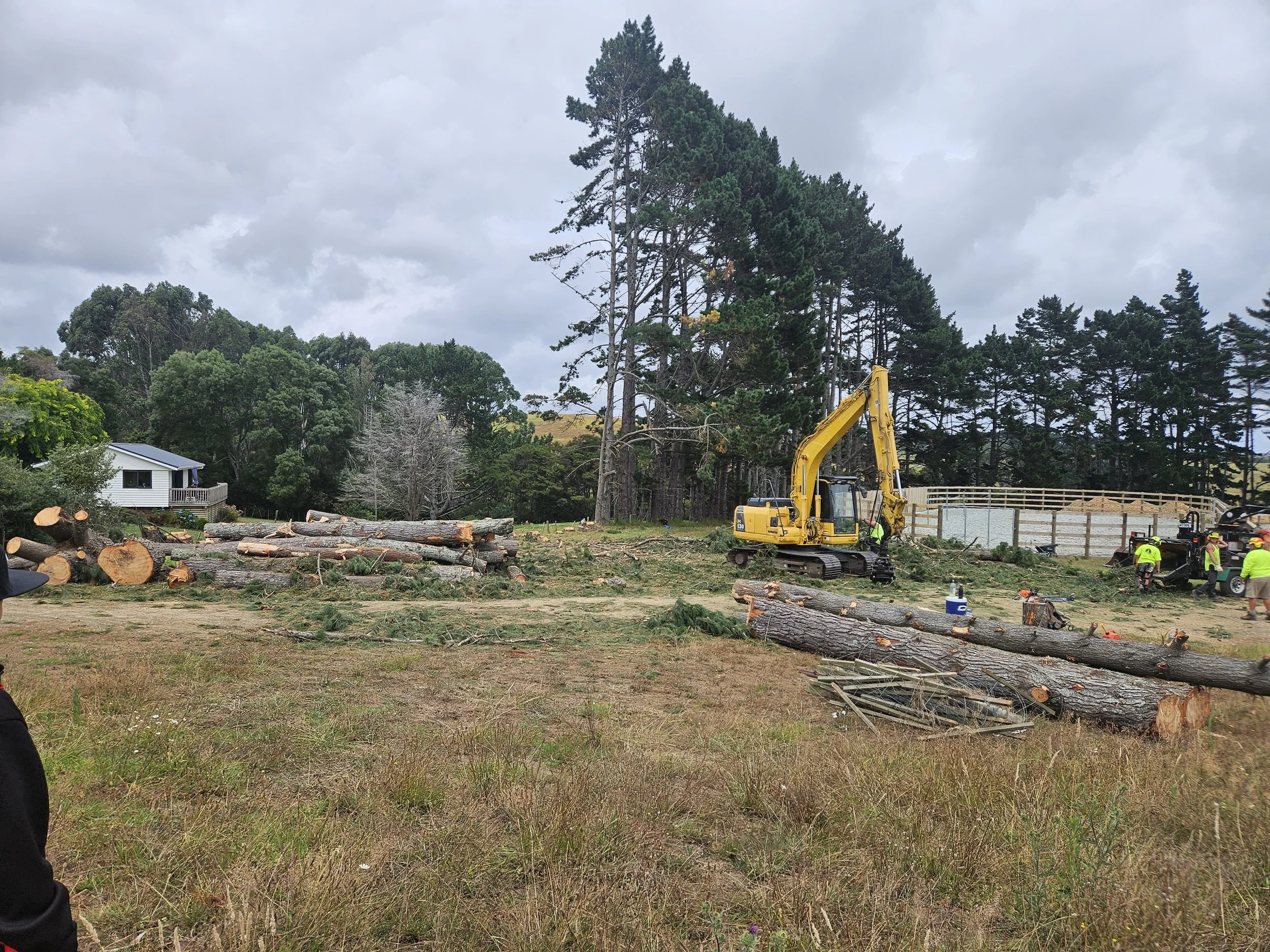 Pine logging operation with large yellow digger