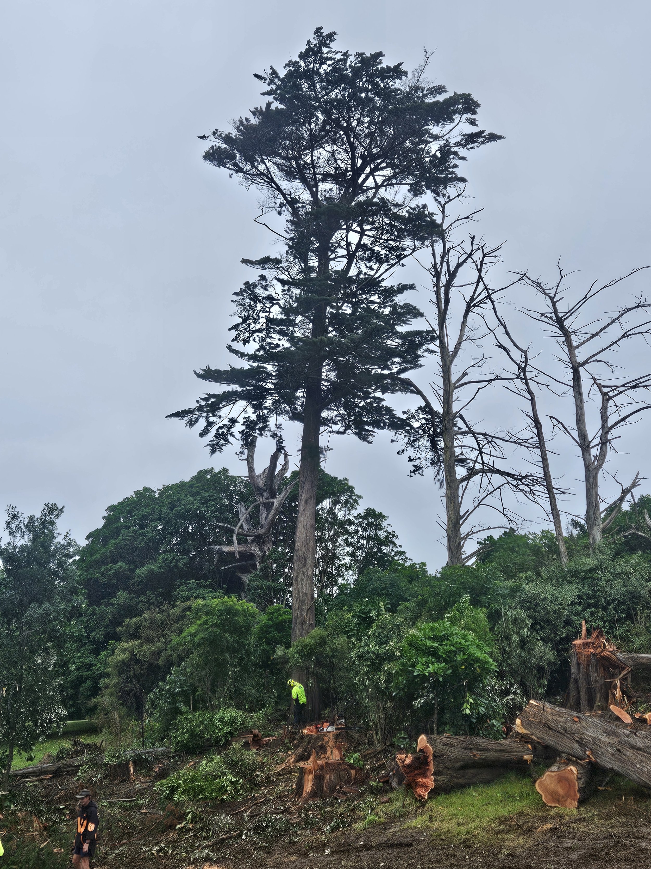 Large tree about to be felled to preserve native forest underneath