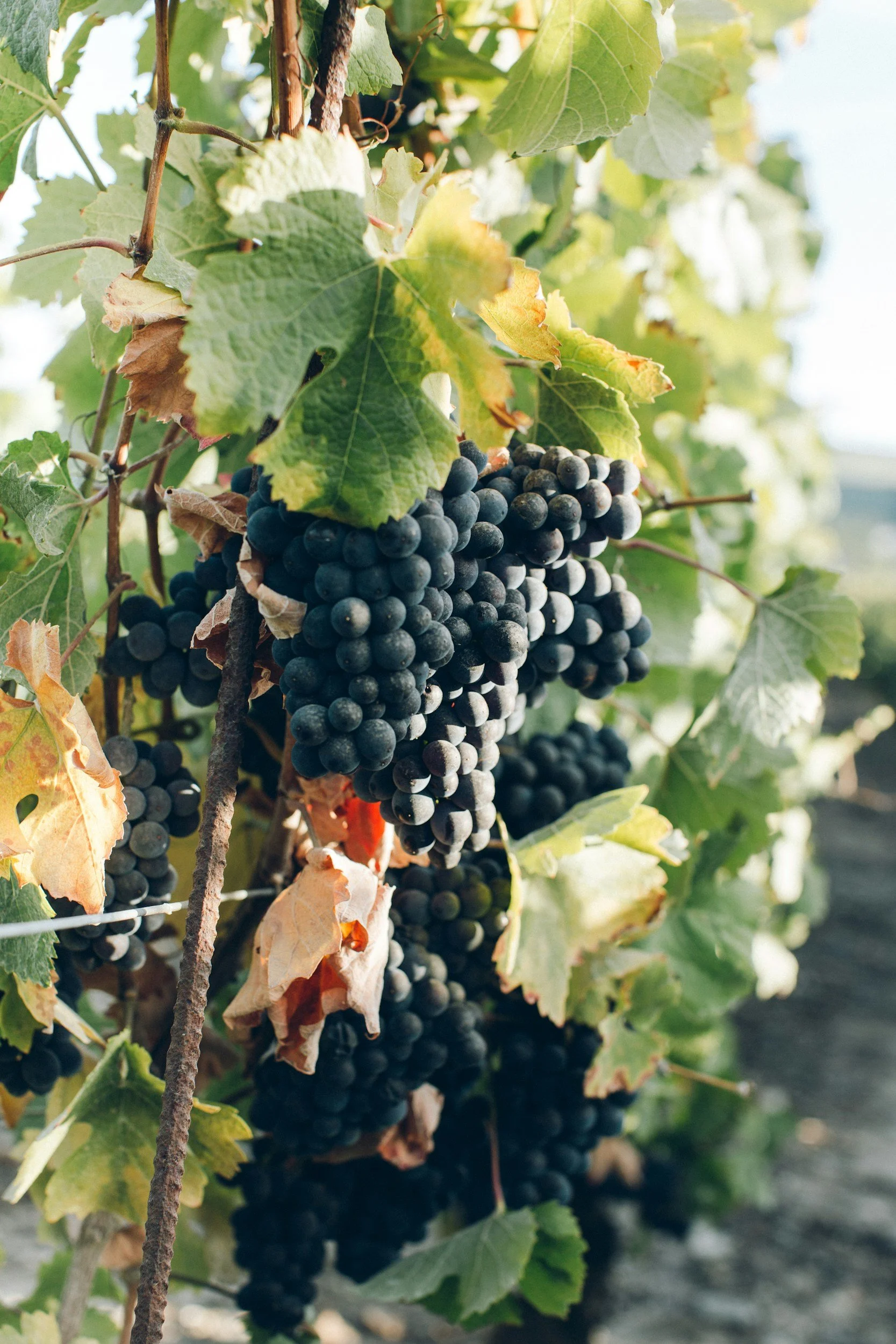 A cluster of ripe black grapes hanging from a vine surrounded by green and yellow leaves.