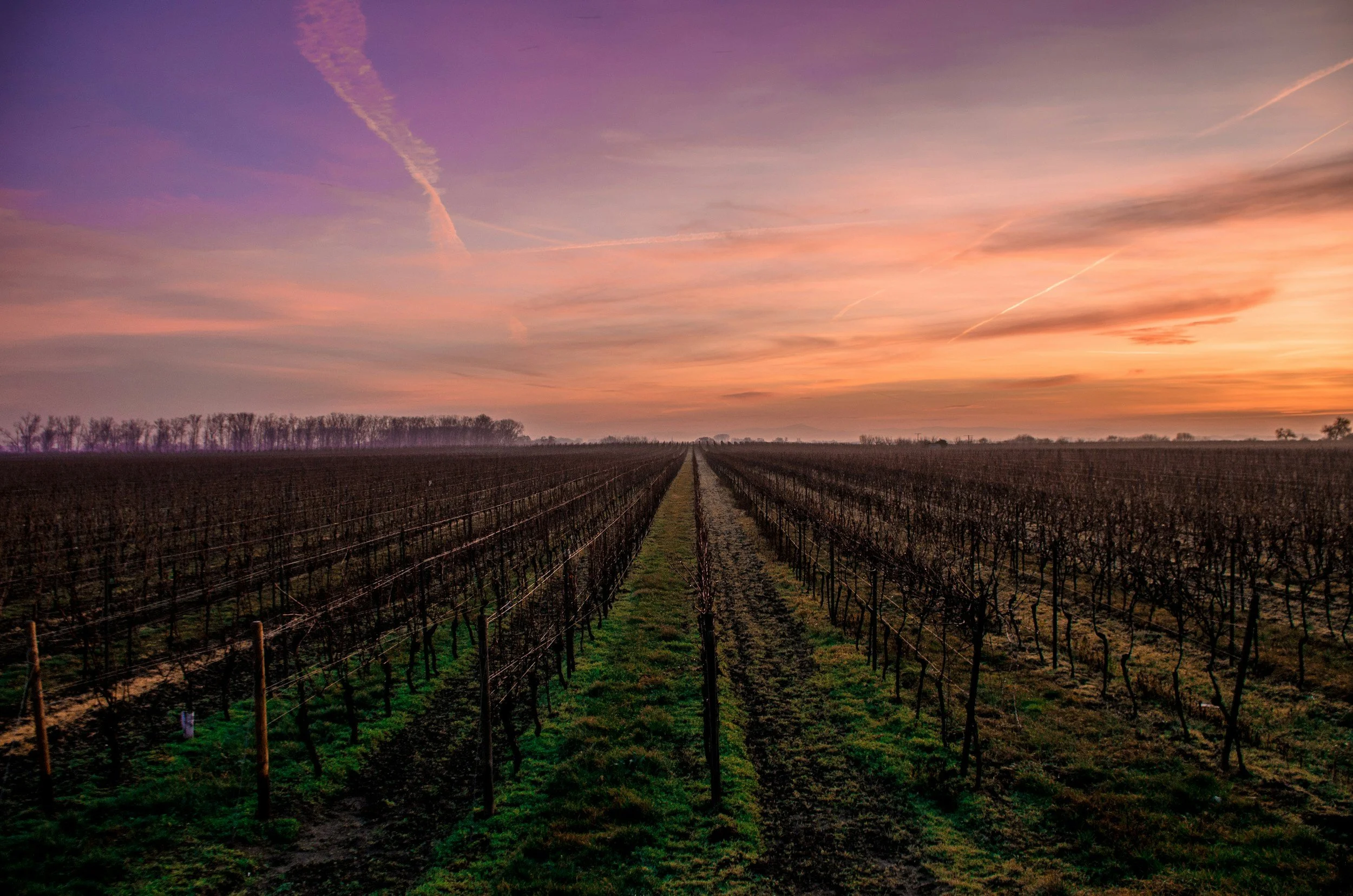 Vineyard rows extending into the horizon during sunset, with colorful pink and purple sky and scattered clouds.