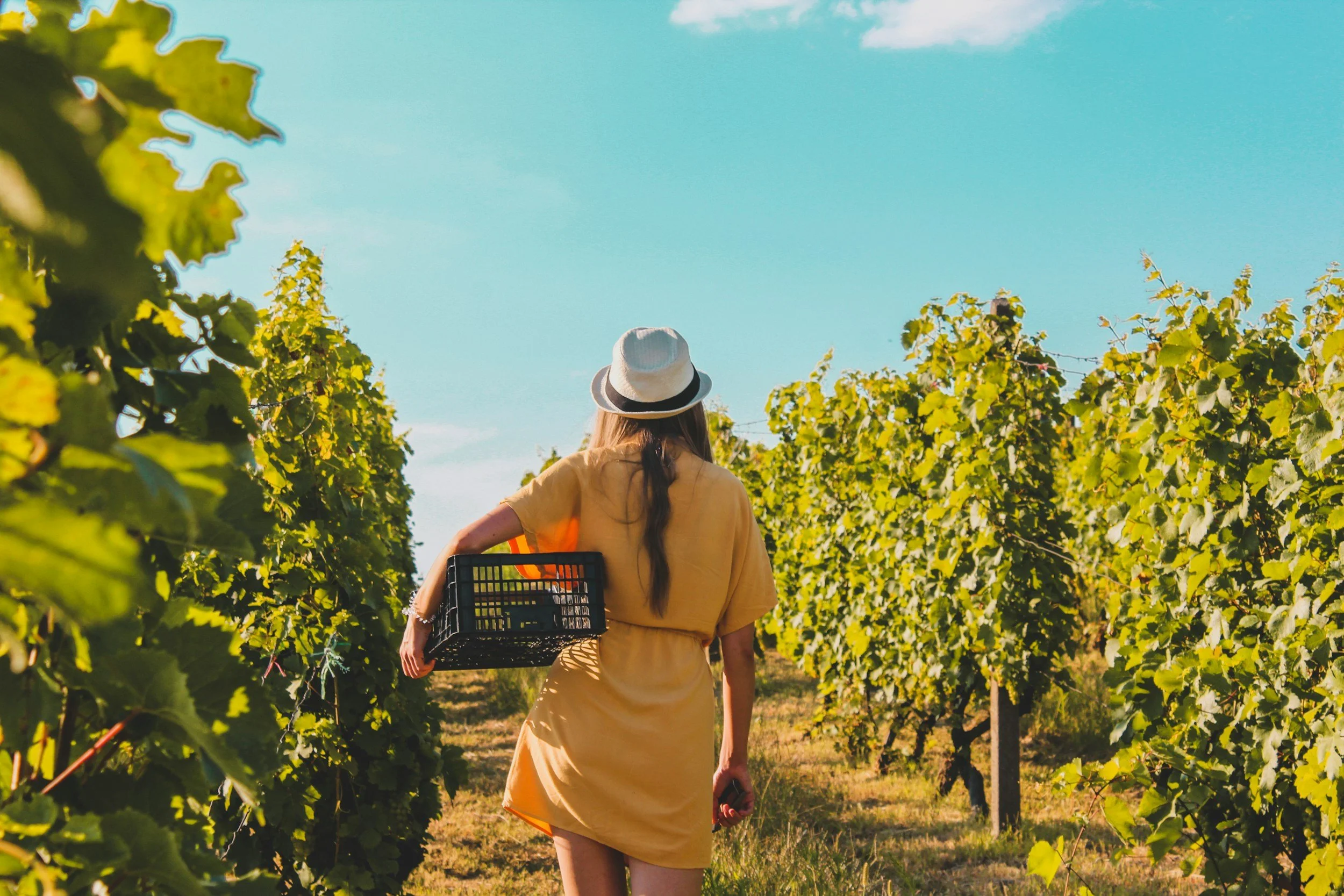 Woman in a yellow dress and a white hat walking through a vineyard holding a black basket, with rows of grapevines on each side and a clear blue sky above.