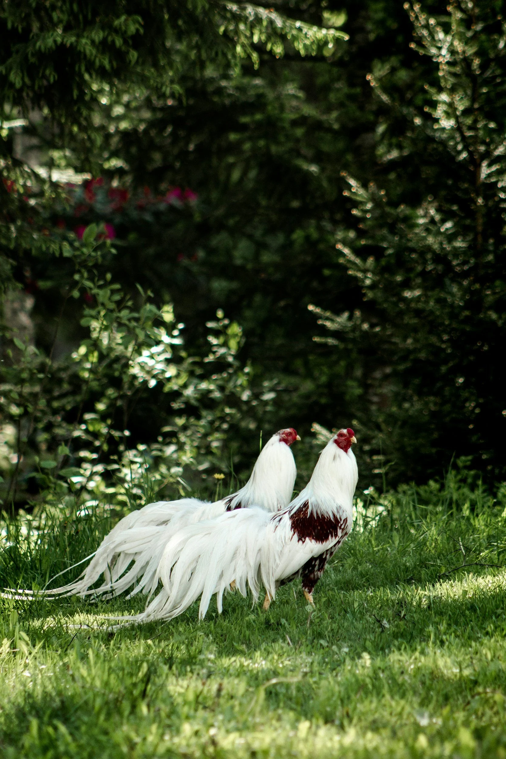 Two white chickens with red combs and black and white tail feathers standing on green grass in a shaded garden.