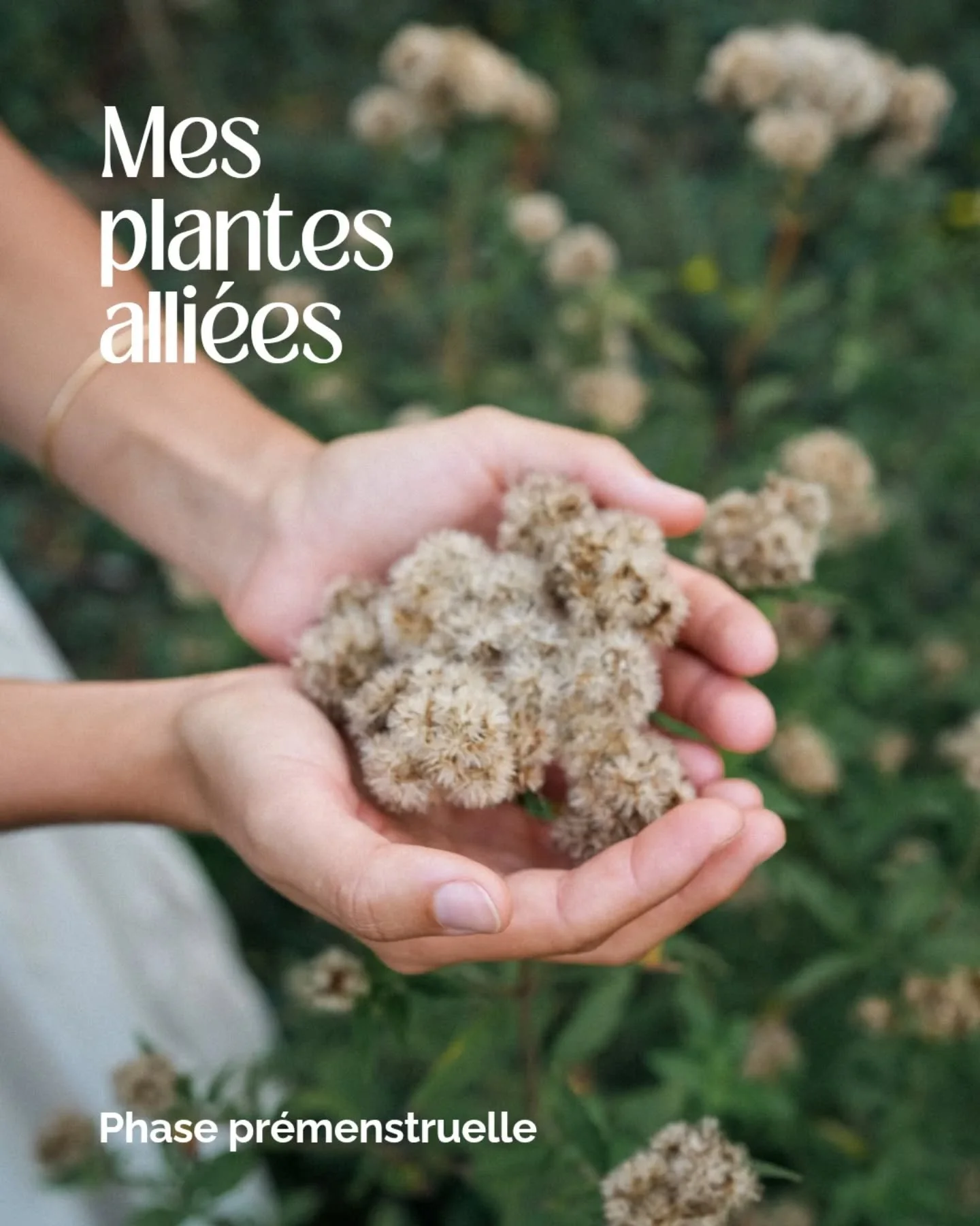 Mes plantes alli&eacute;es pour soutenir ma phase pr&eacute;menstruelle en automne 🍂

Je suis en ce moment dans ma phase lut&eacute;ale (aussi appel&eacute; phase pr&eacute;menstruelle)

C'est une phase que je trouve parfois difficile &agrave; navig