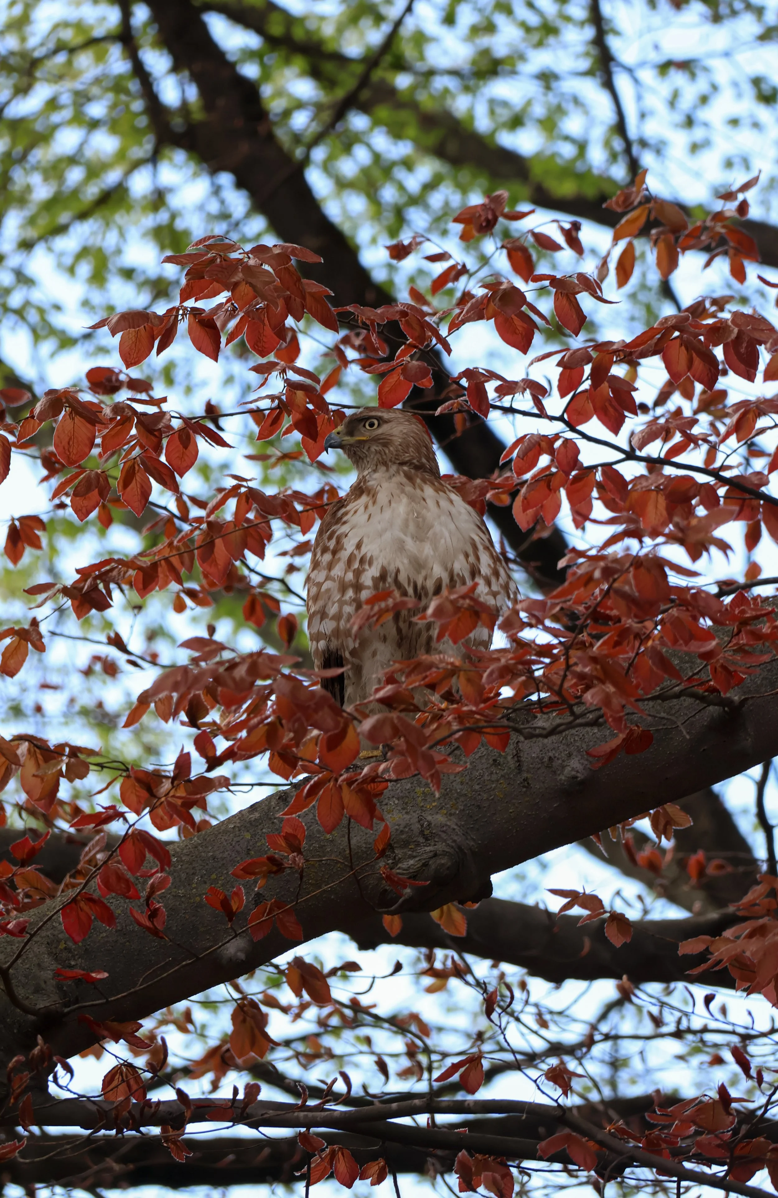 Bird-in-tree.jpg