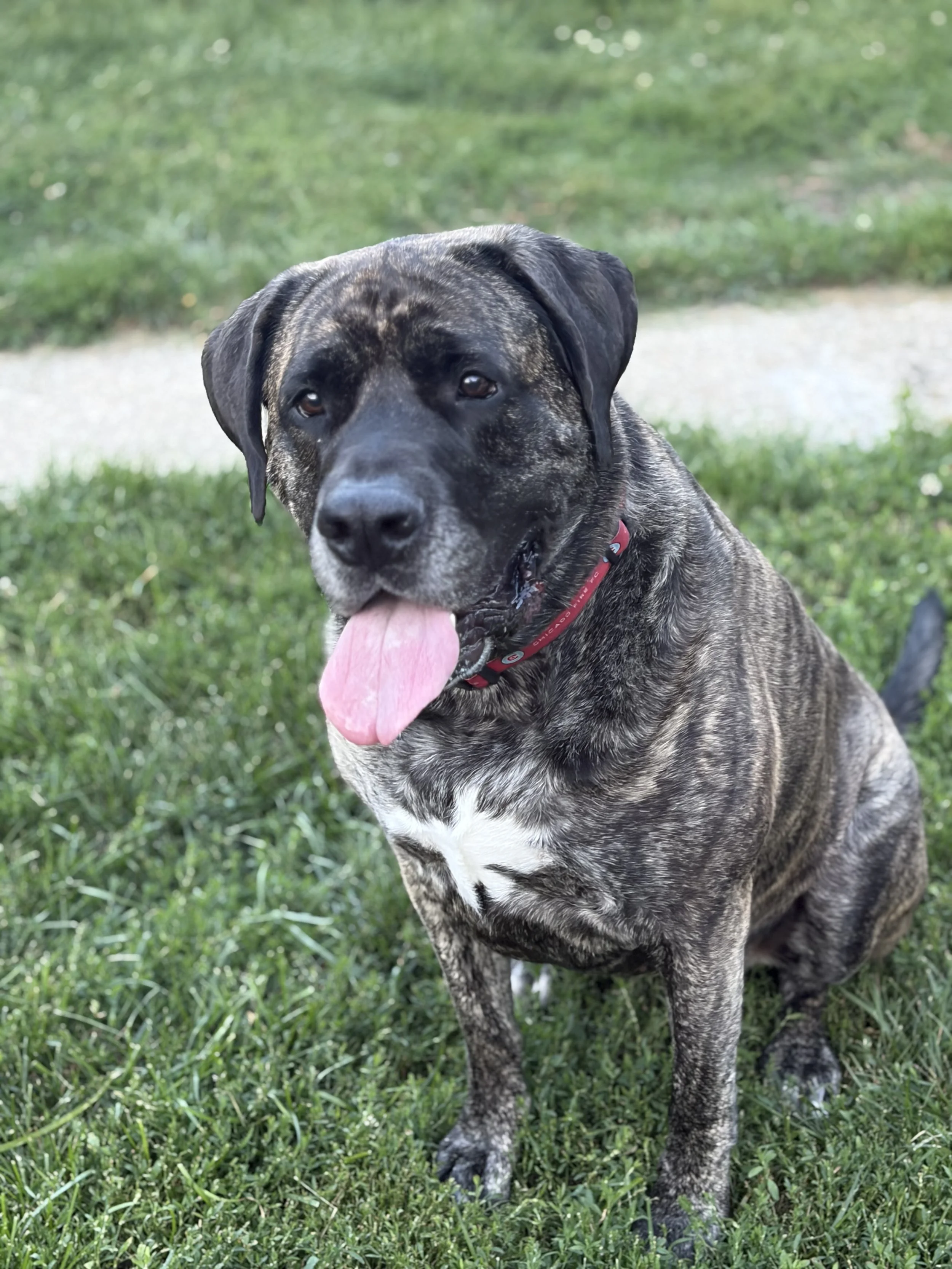 A brindle-coated dog with a black face, sitting on grass with a blurred green background, tongue out, wearing a red collar.