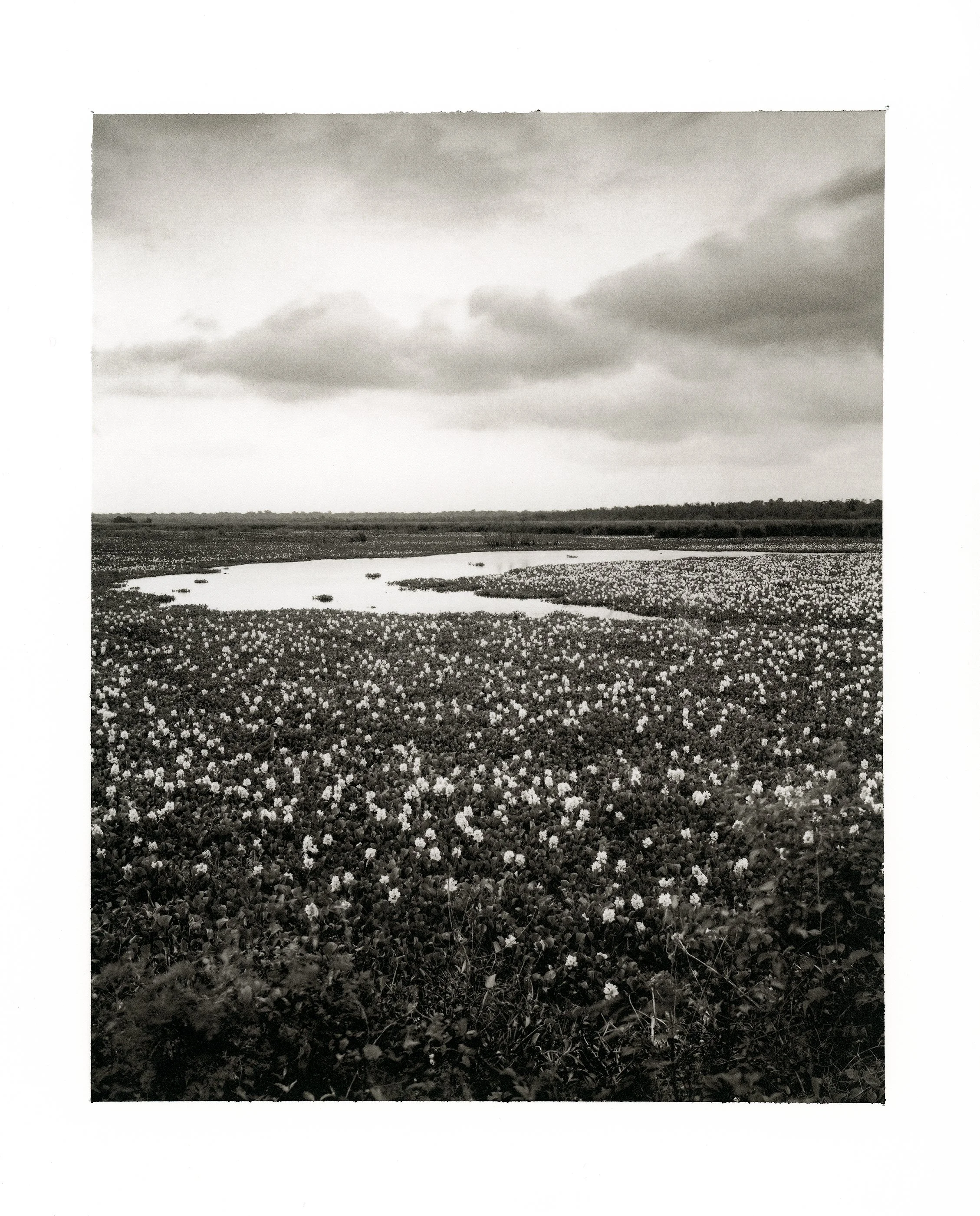 10 Water Hyacinths.jpg