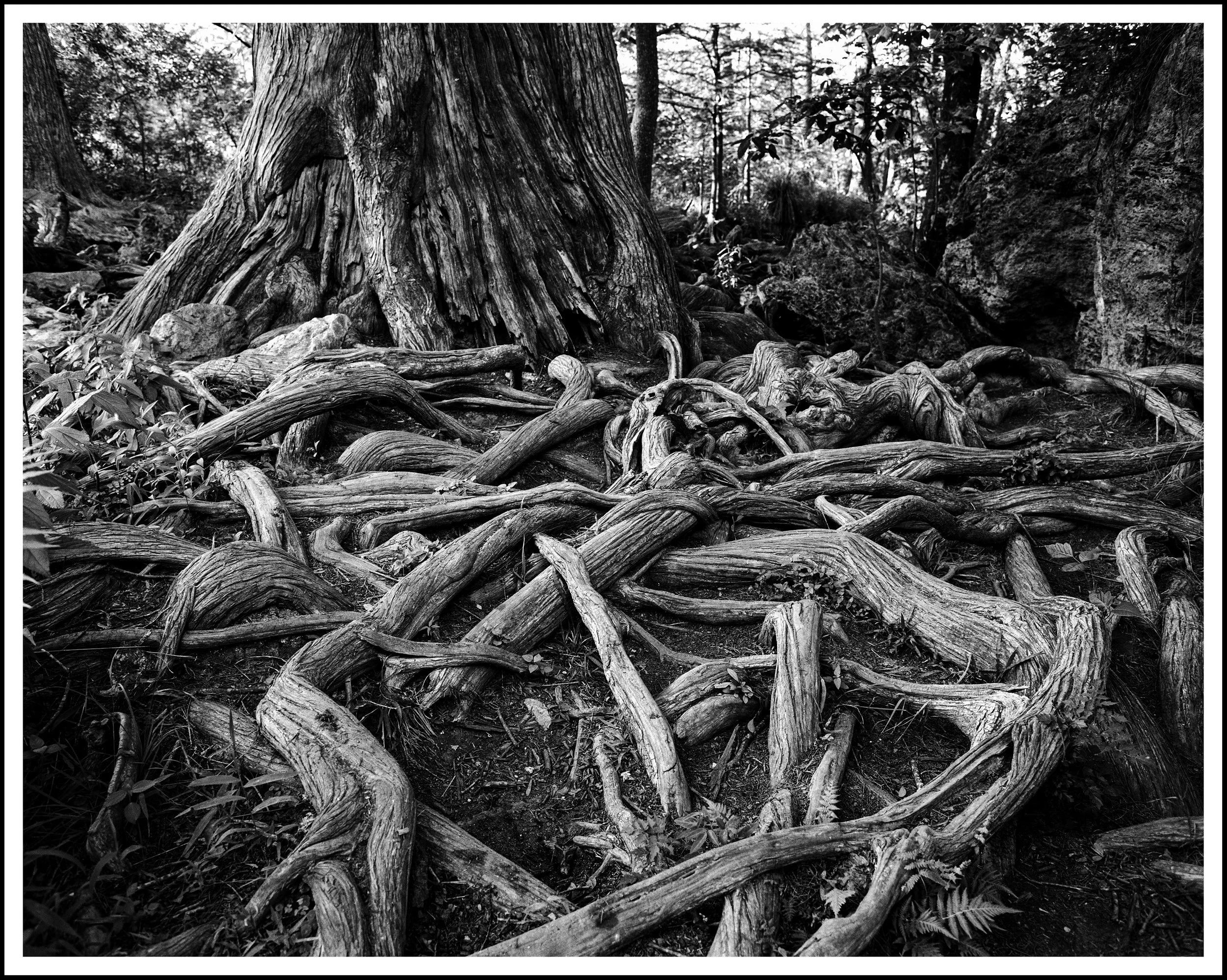 5-11-2025 Krause P67 Tri-X_18-Edit-Edit.jpg