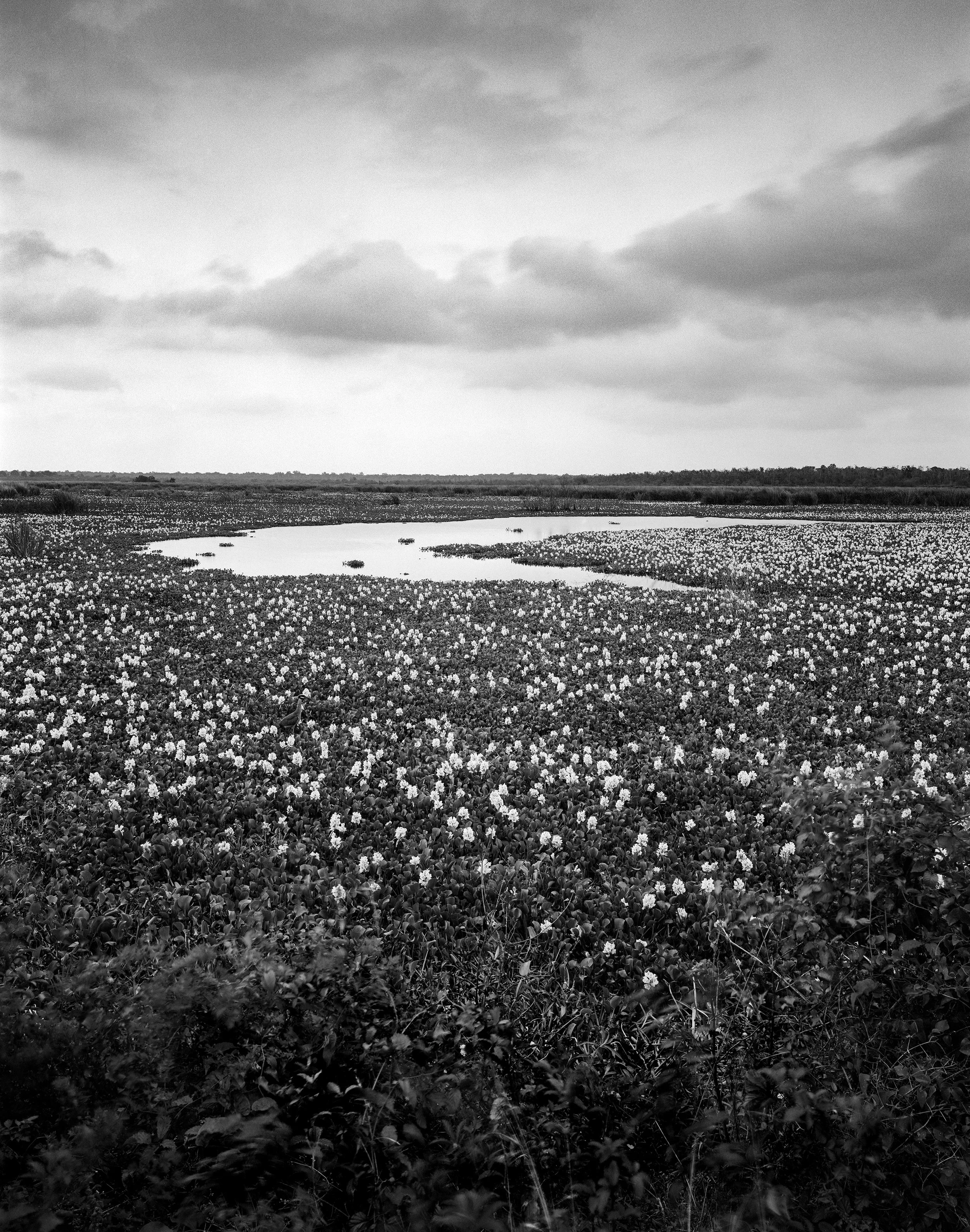 5-26-2025 Brazos Bend FP4 (3)-Edit-Edit-Edit.jpg