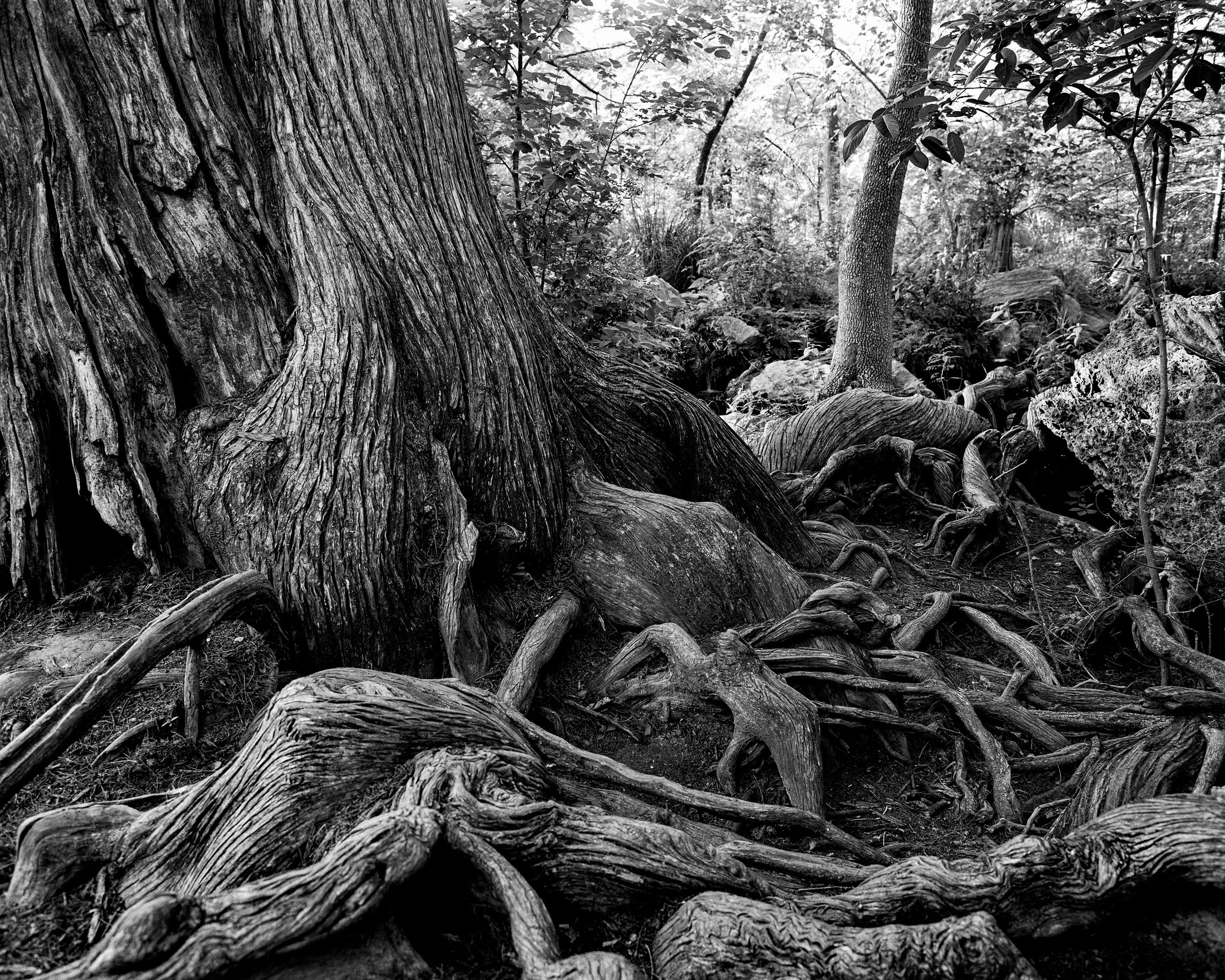 5-11-2025 Krause P67 Tri-X_21-Edit.jpg